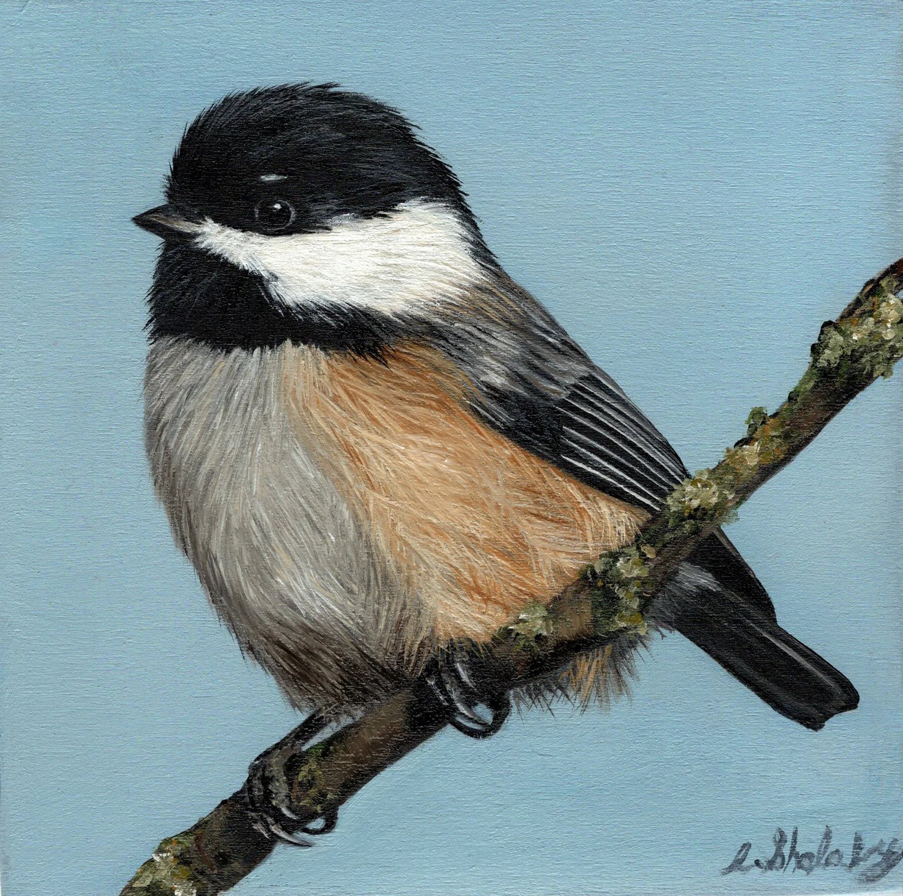 Chickadee Study 6x6"