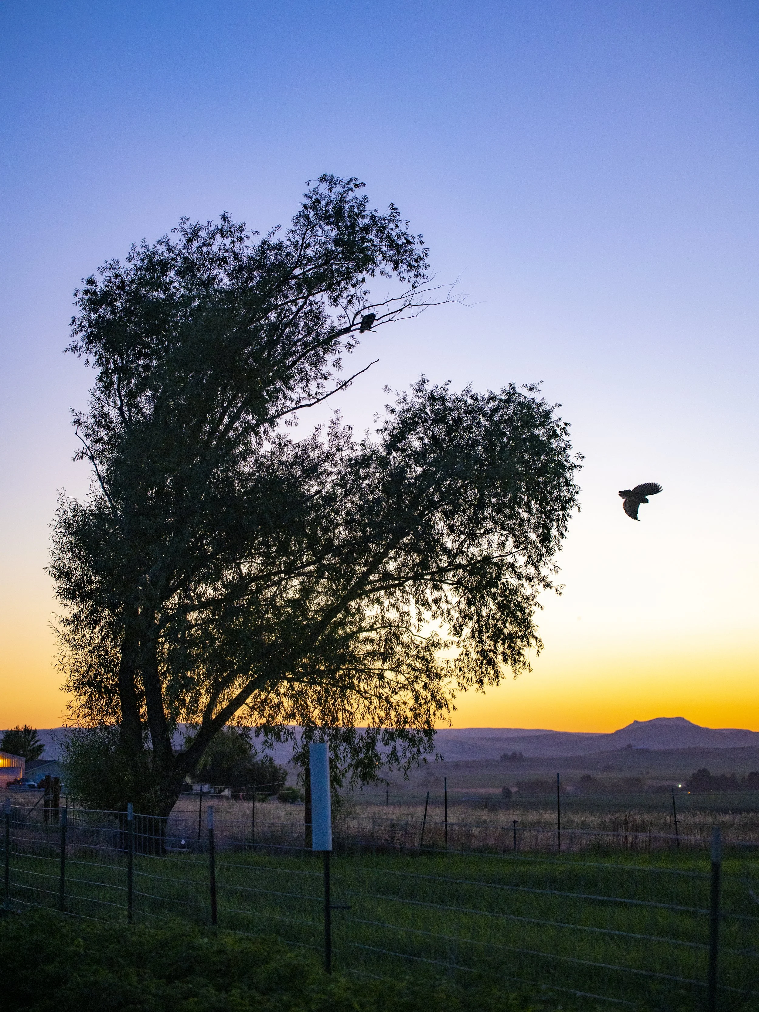 Silhouette of a tall tree with birds perched on its branches and flying nearby, against a vibrant sunset sky with hues of blue, orange, and yellow, in a rural landscape with mountains on the horizon.