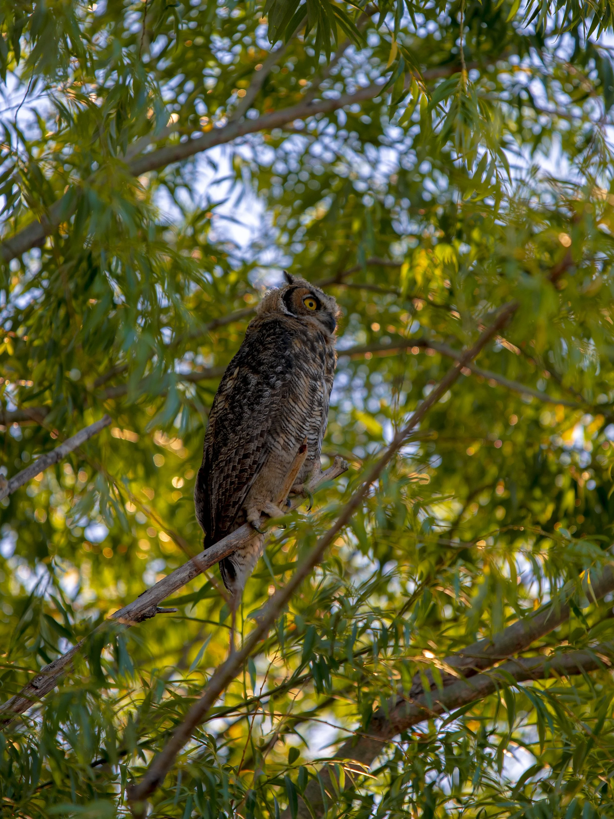 A great horned owl perched on a tree branch surrounded by green leaves.