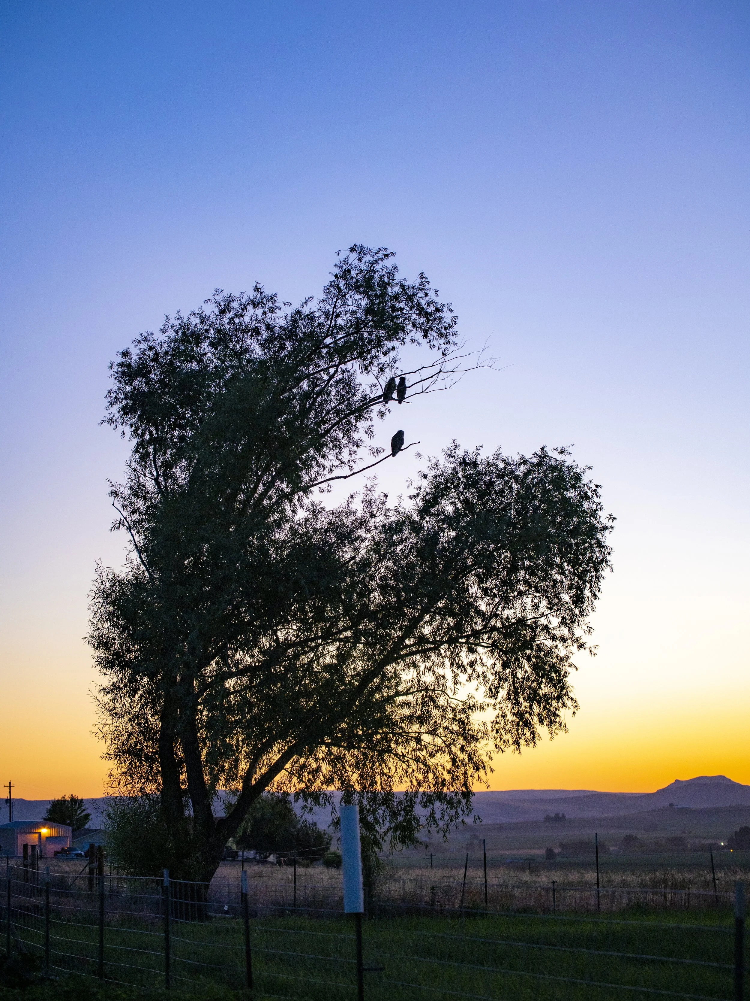 Silhouette of a large tree with birds perched on its branches against a sunset sky, with distant hills and a few buildings in the foreground.