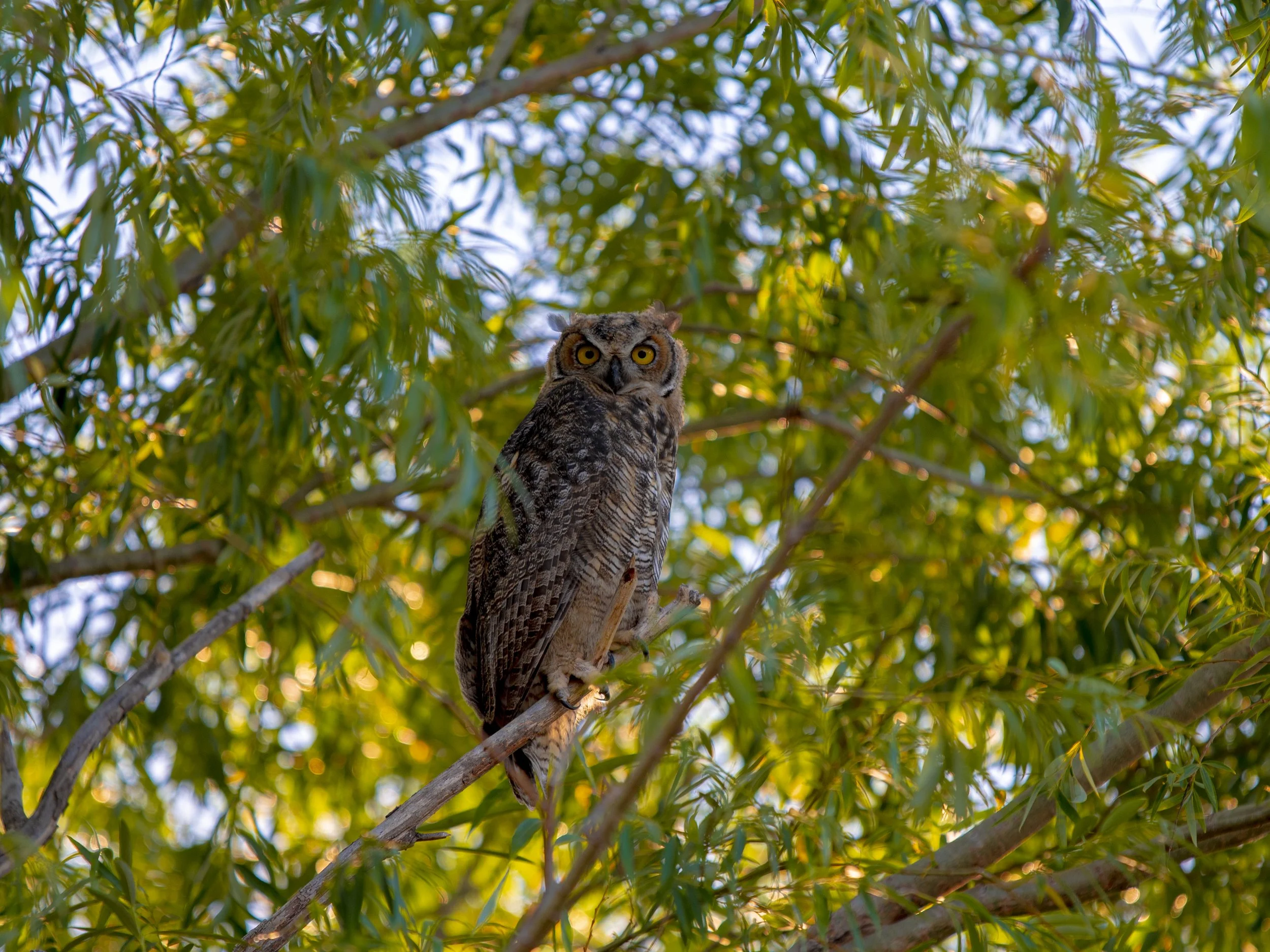 DSC_2738.jpg