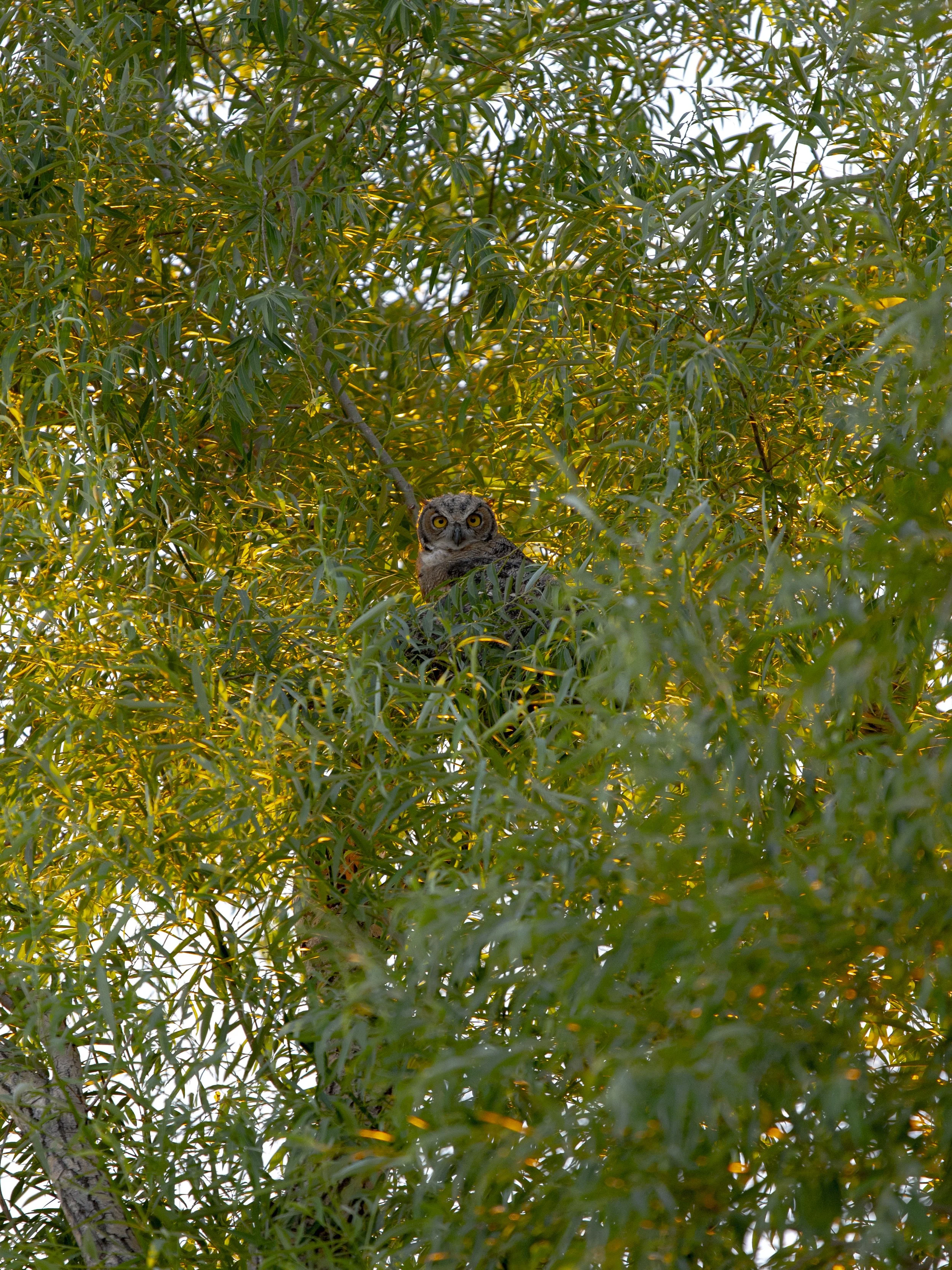 An owl perched in a leafy tree with green leaves, looking directly at the camera.