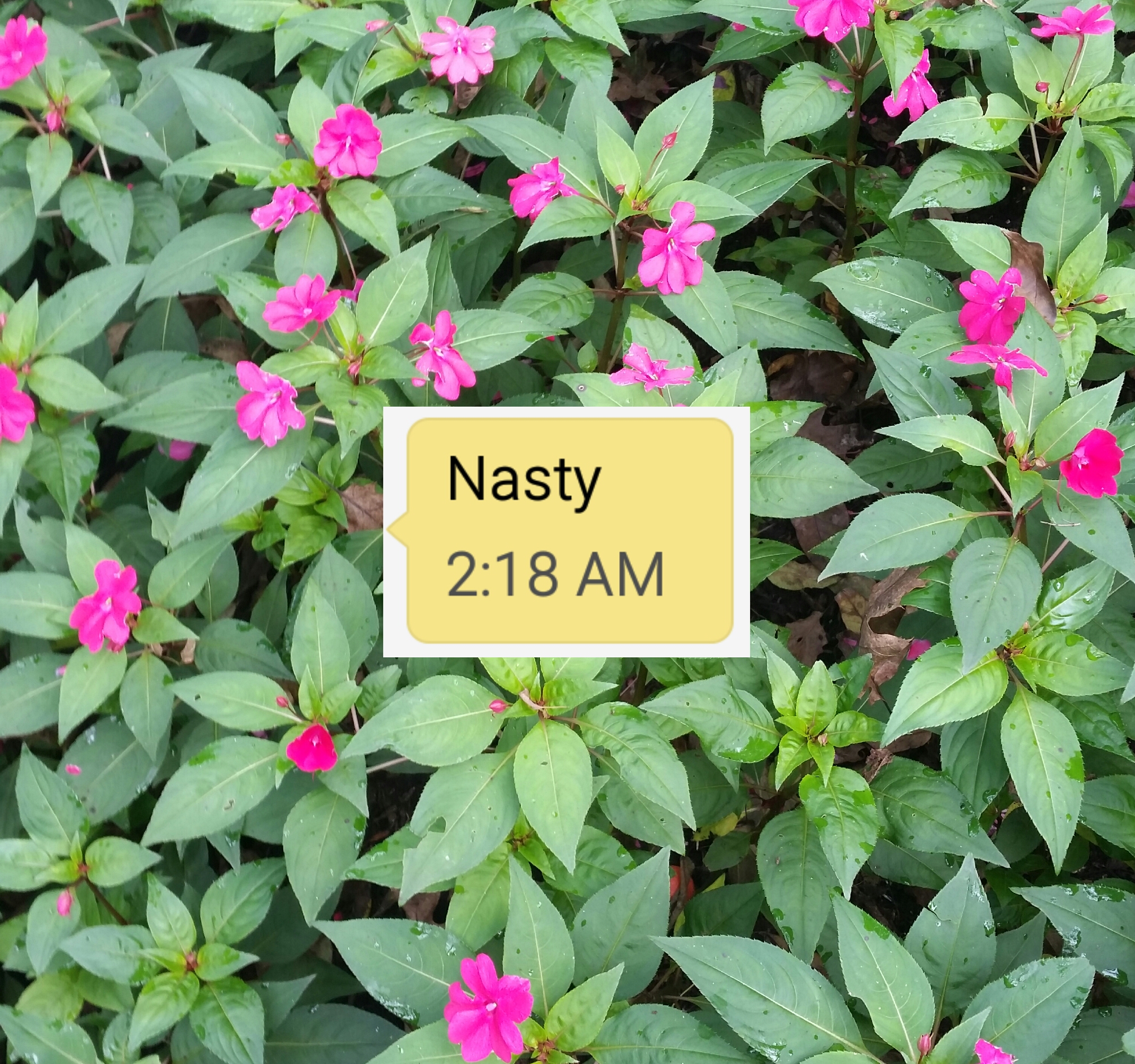 Nasty 1