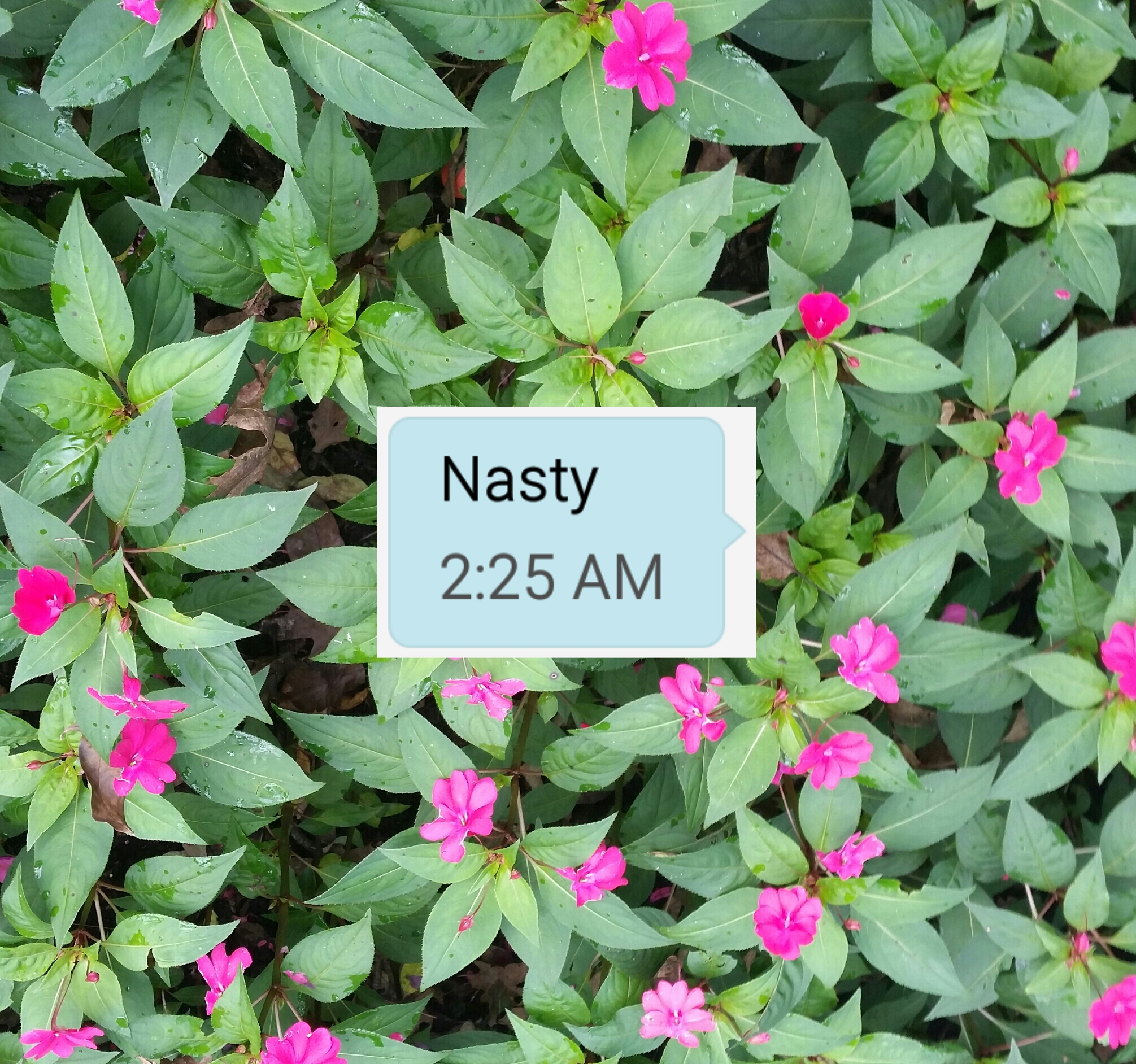 Nasty 2