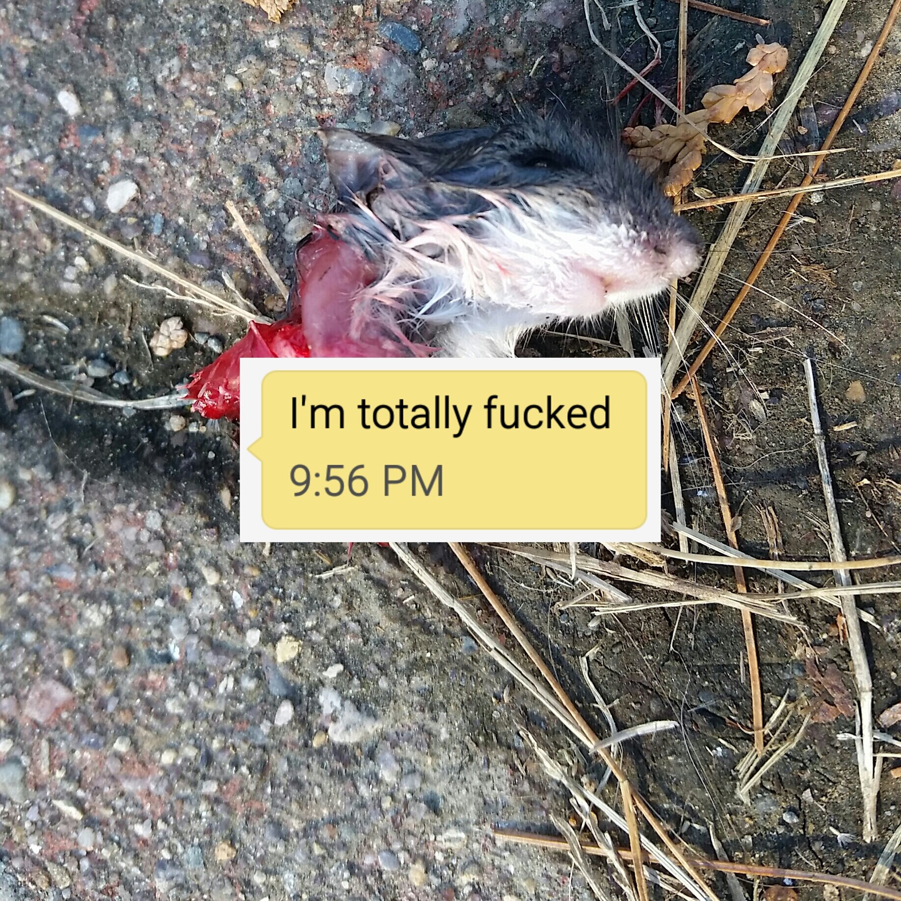 I'm Totally Fucked