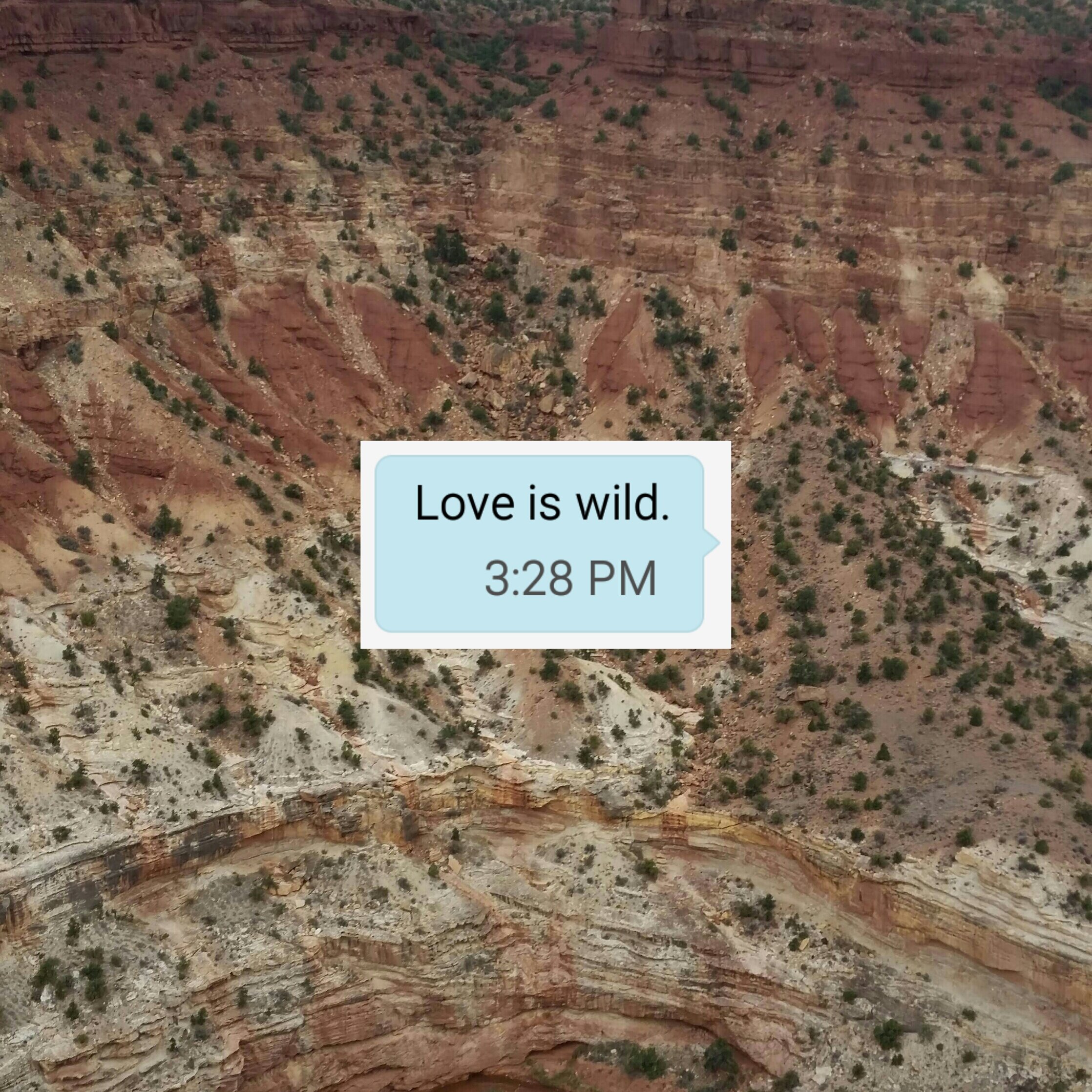 Love is Wild