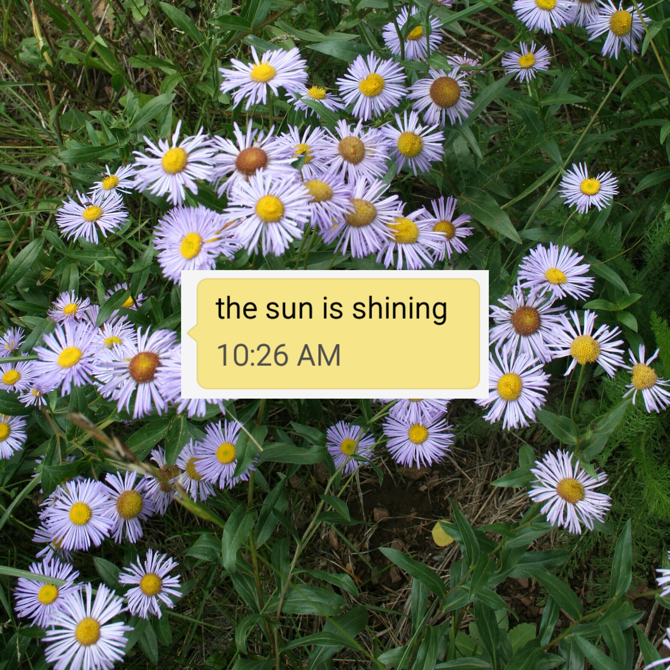 The Sun is Shining