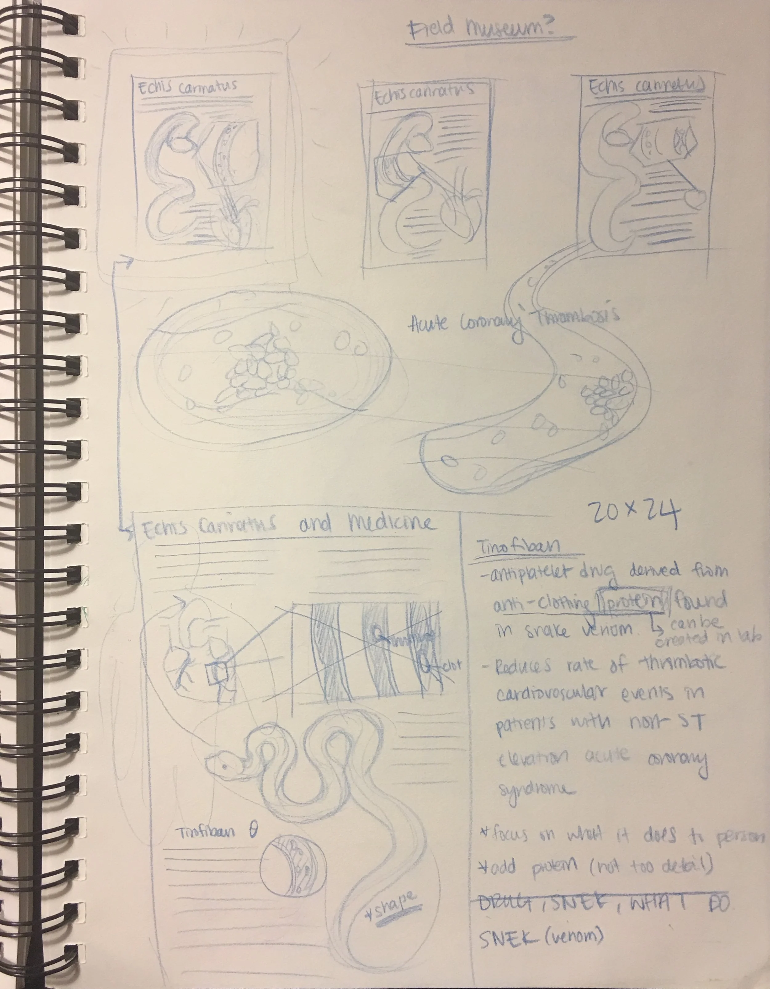 echicetinSketch_1.JPG