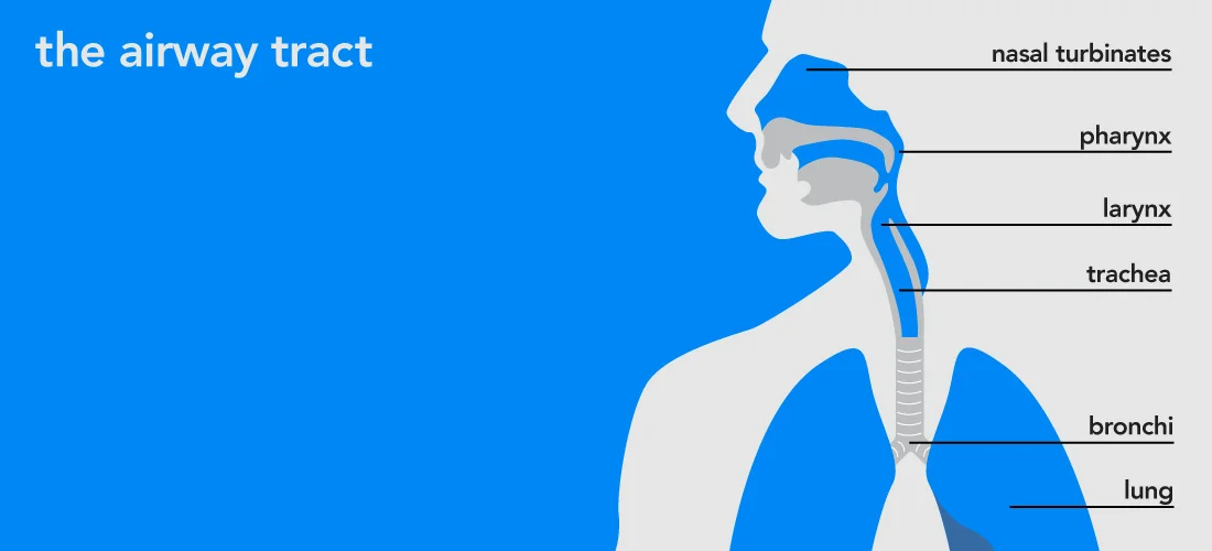 respiratory-tract_02.jpg