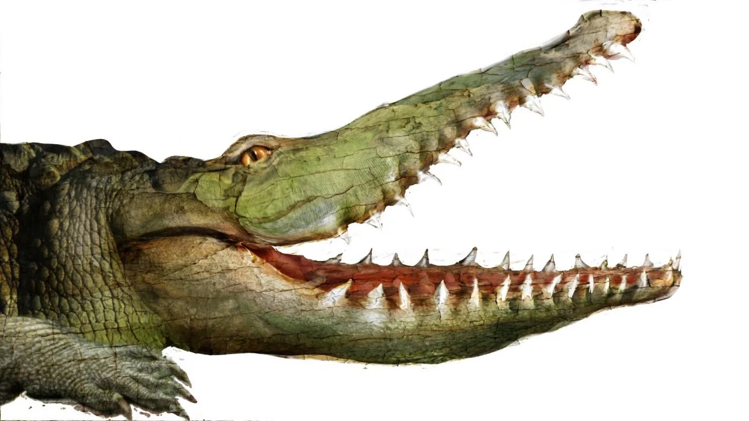 crocodile.jpg