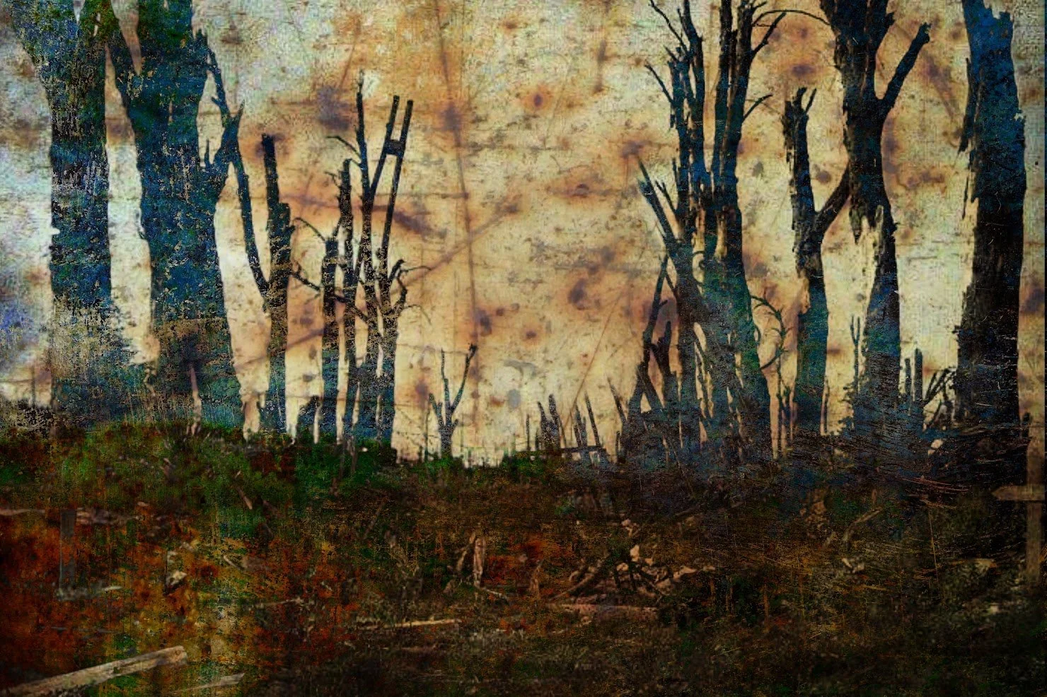 forest2.jpg