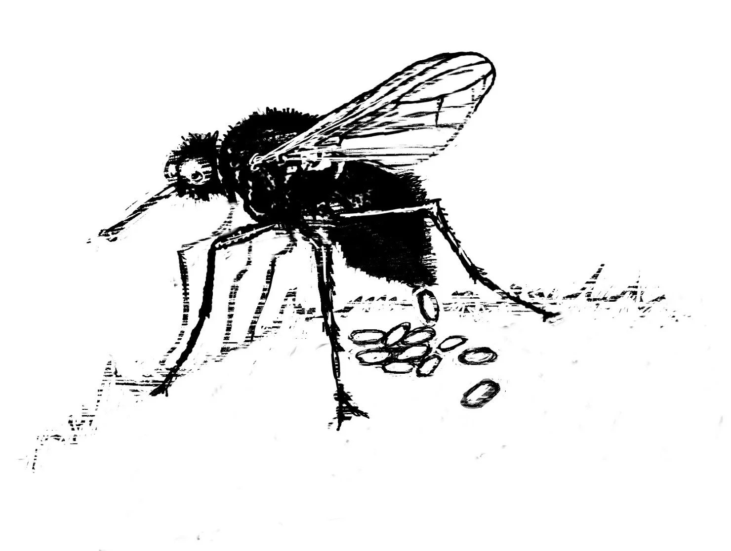 fly laying.jpg