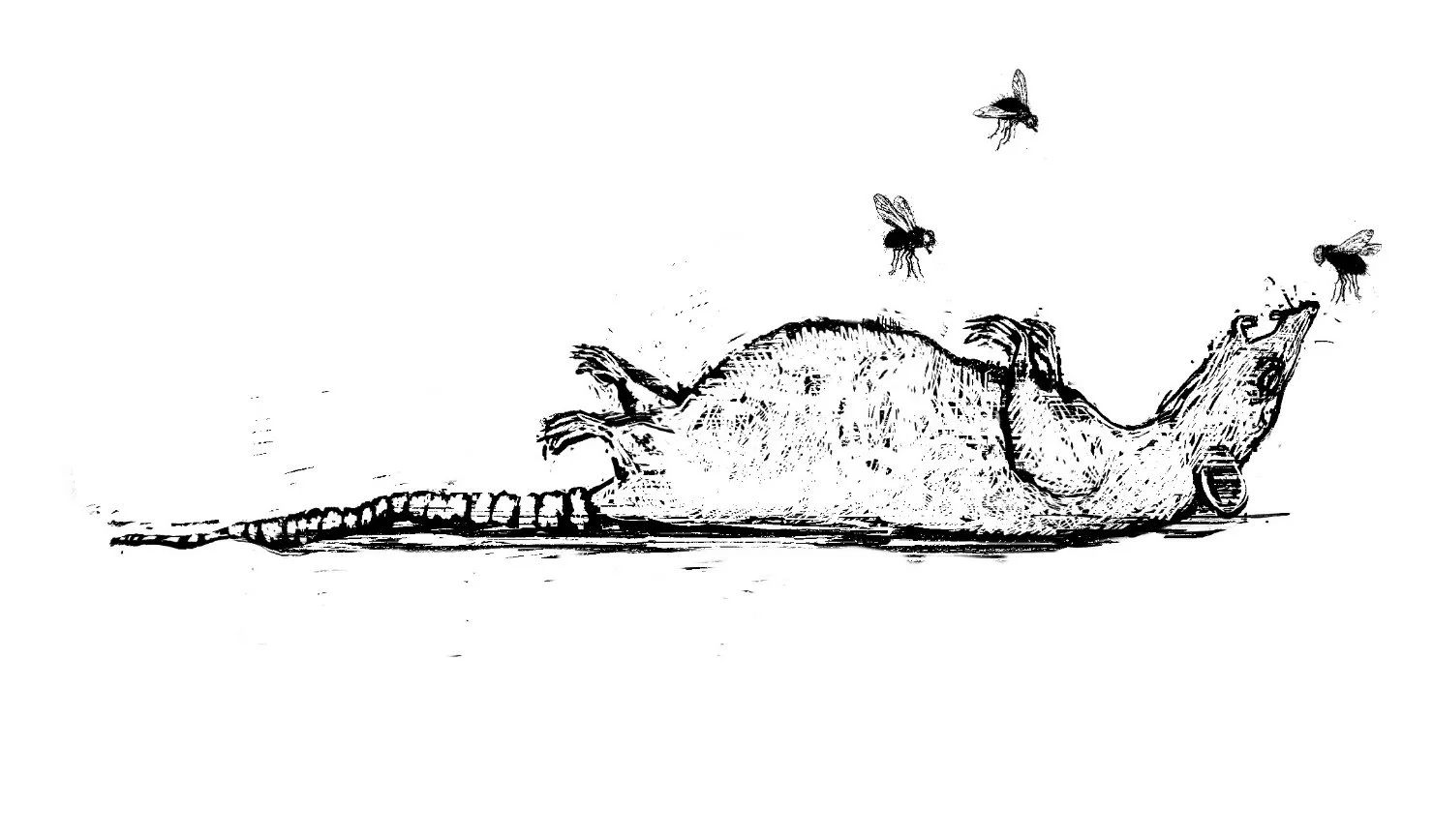 rat and fly3.jpg