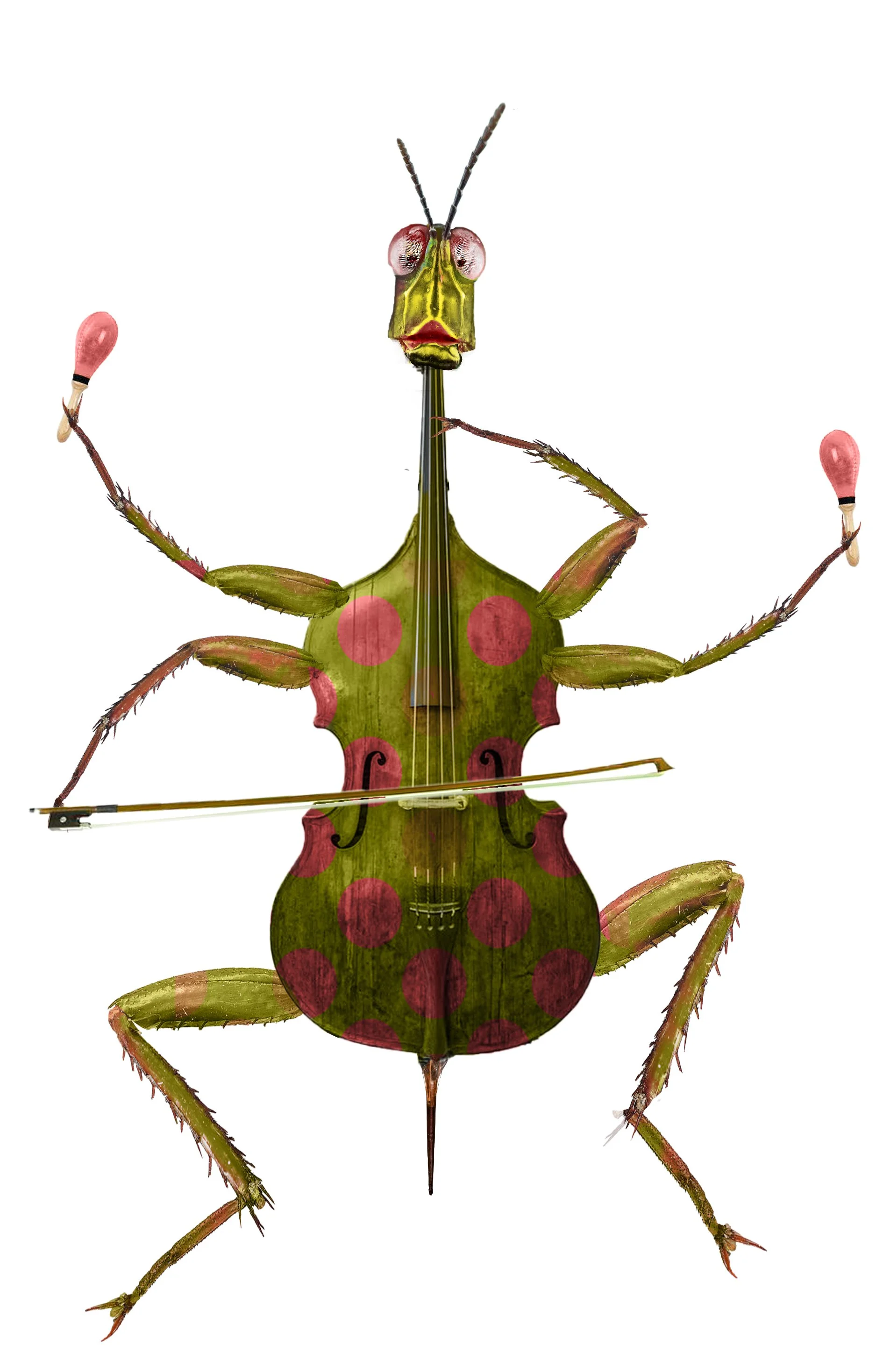 cello insect 1.jpg