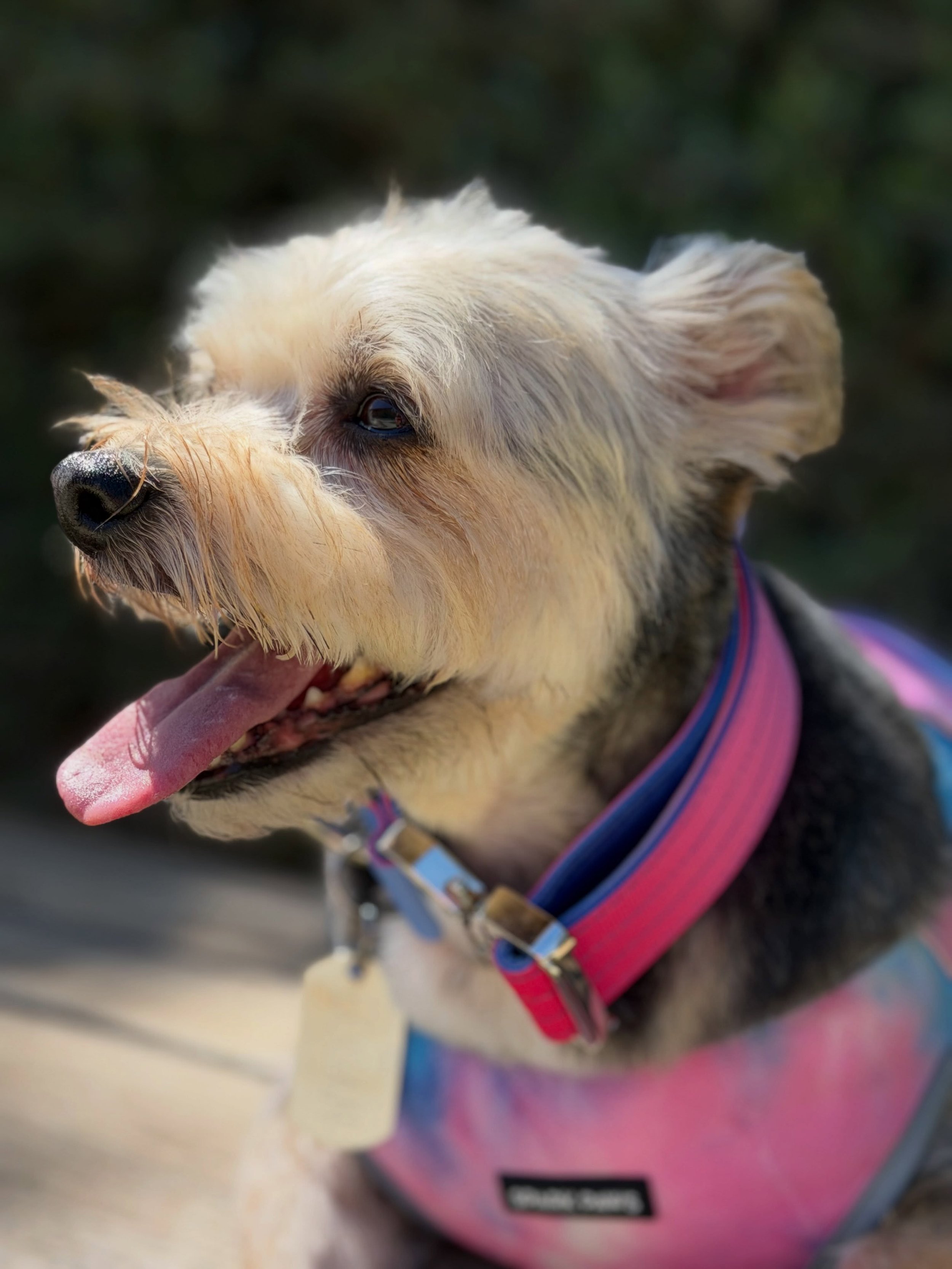It&rsquo;s definitely hot outside, but Logan wouldn&rsquo;t know. Check out his Snow Cone Collar and Cooling Vest from @sparkpawsofficial using the link in my bio.

#SparkPaws