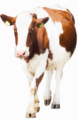cow.png