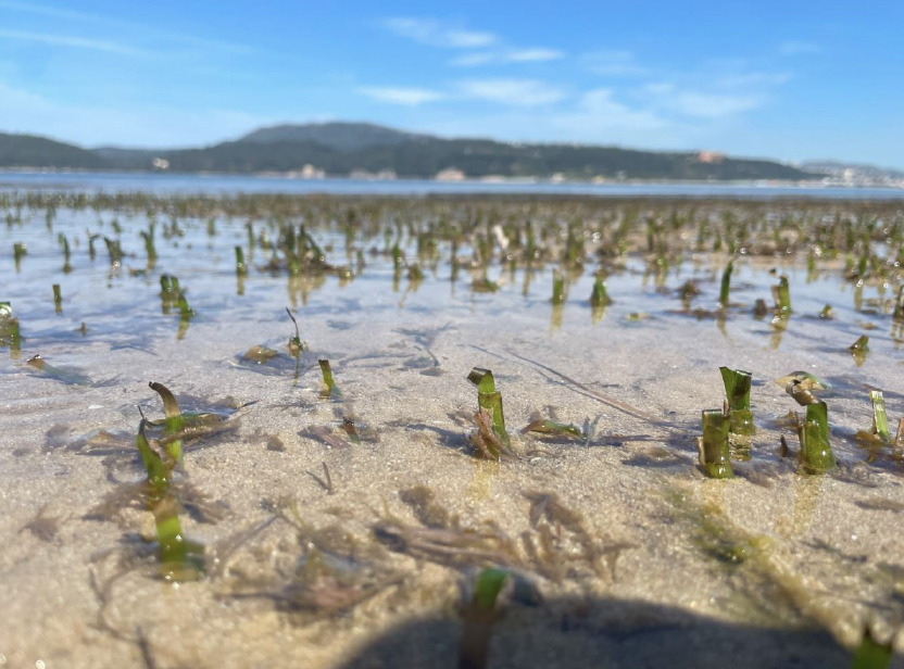 2026_Adoxe intertidal.png