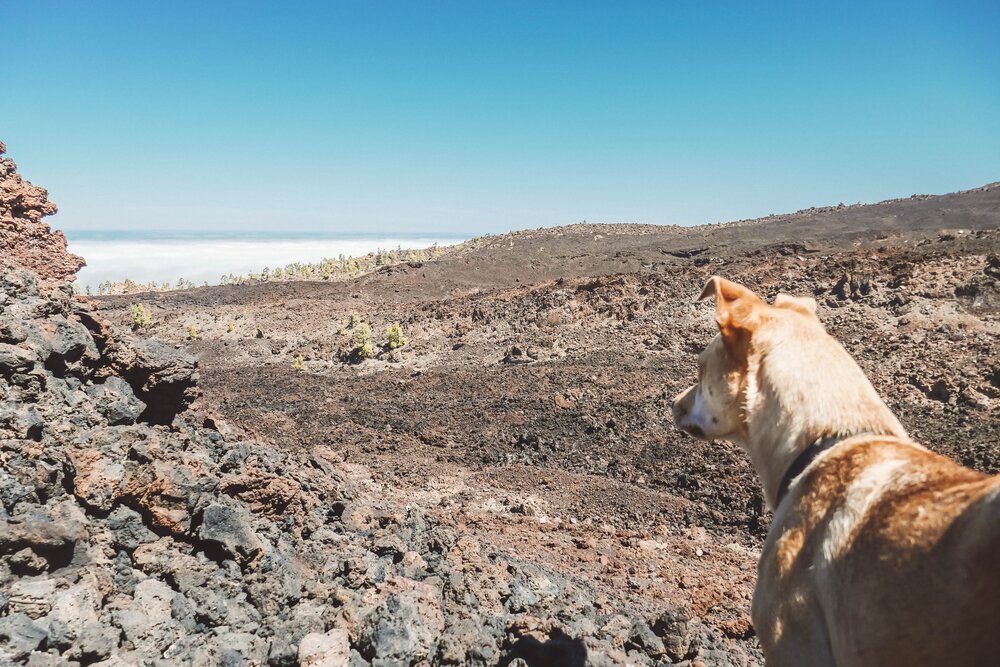 teide-hike-lara-view (1 of 1).jpg