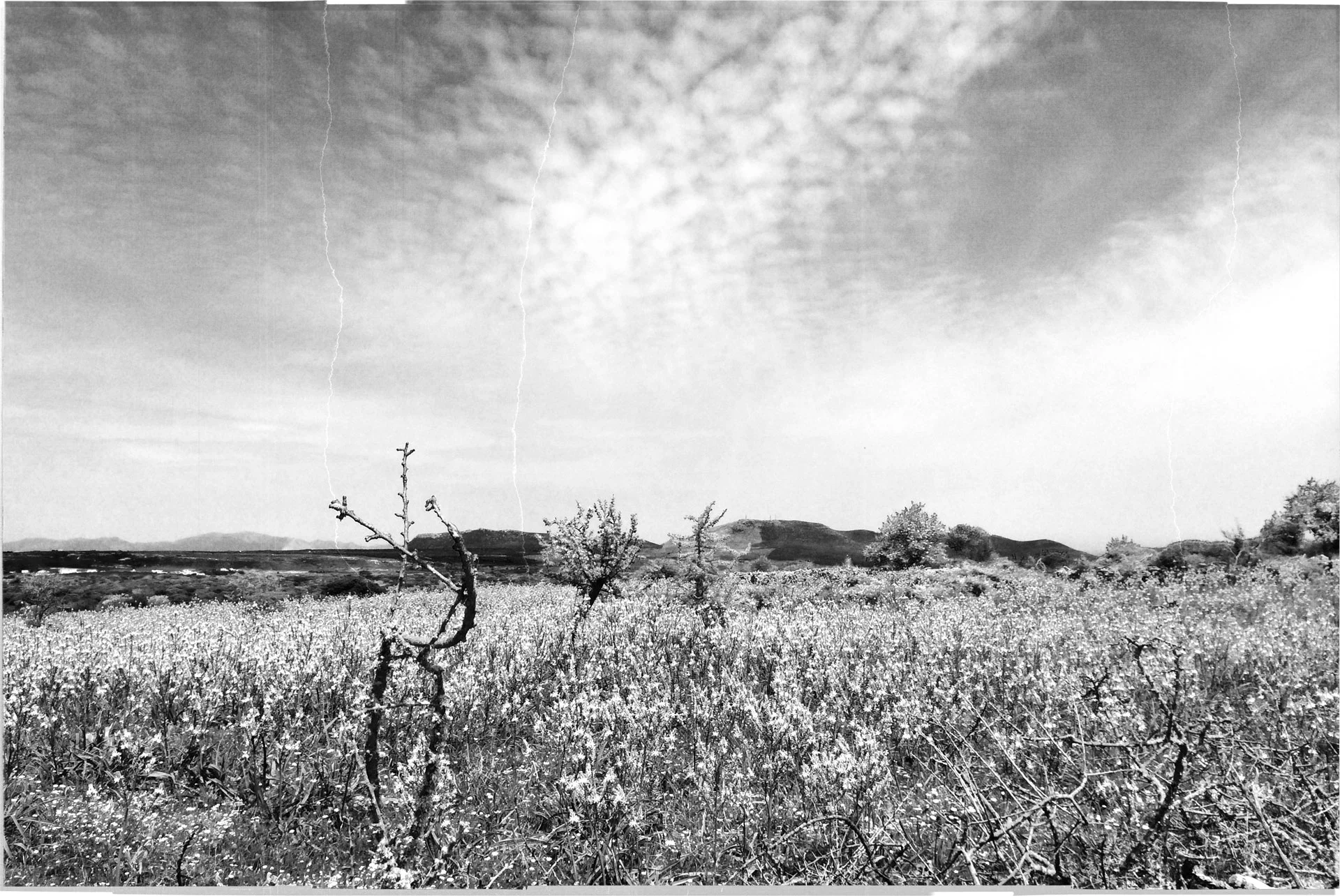 distant-fields-web.jpg