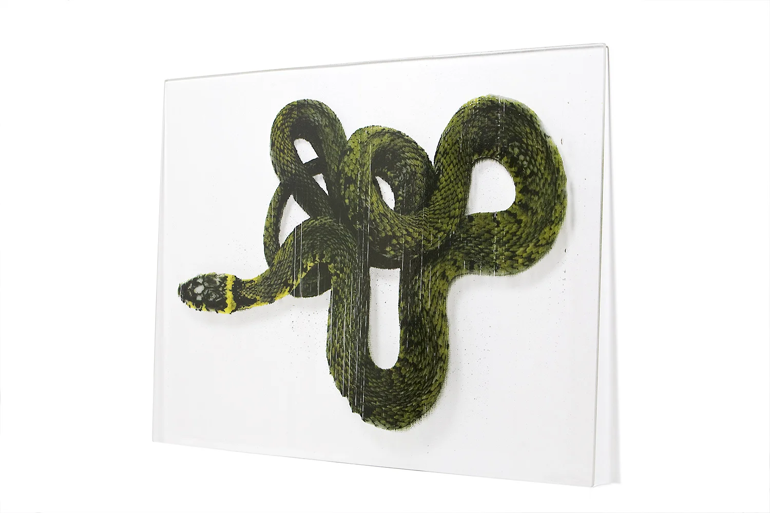 sarmiento_slither_2013_web.jpg