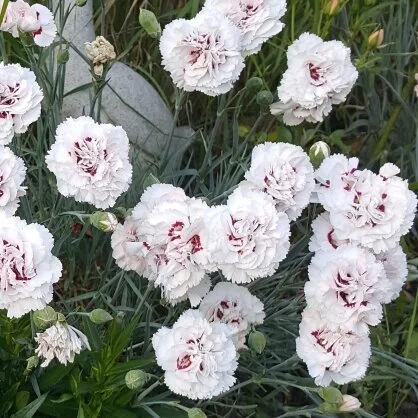 Dianthus Cranmere Pool Promor.jpeg