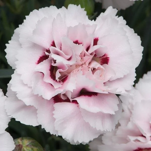 Dianthus Cranmere Pool BallCol.jpeg