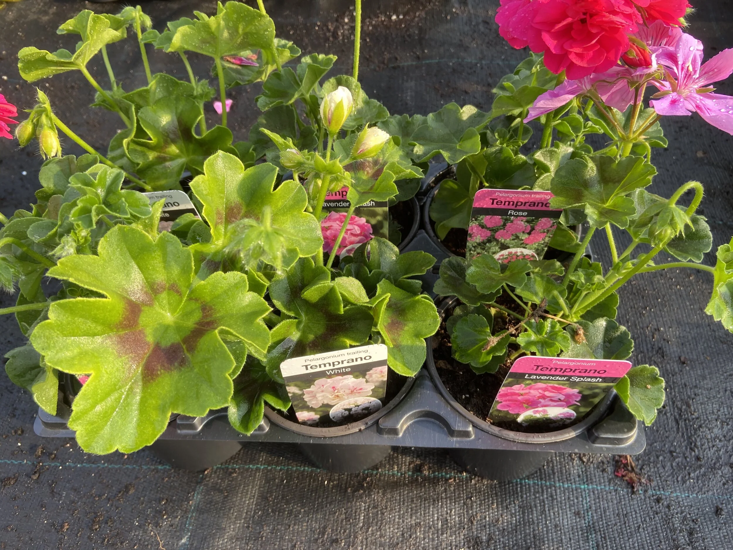 6 Trailing Geraniums.JPG