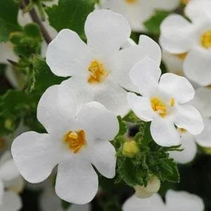 White Bacopa BallCol.jpeg