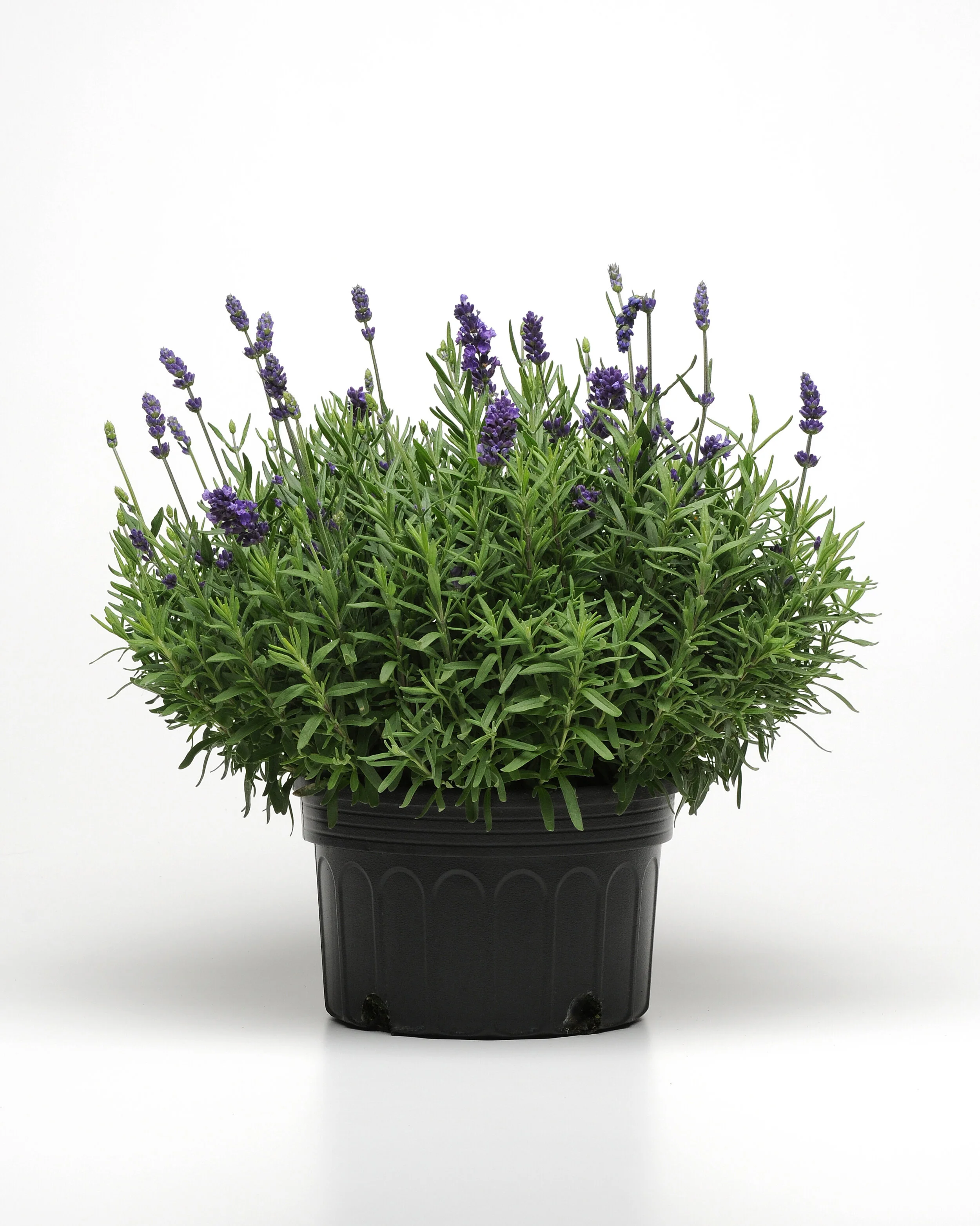 Lavandula_Ellagance_Purple_Container_1093.JPG