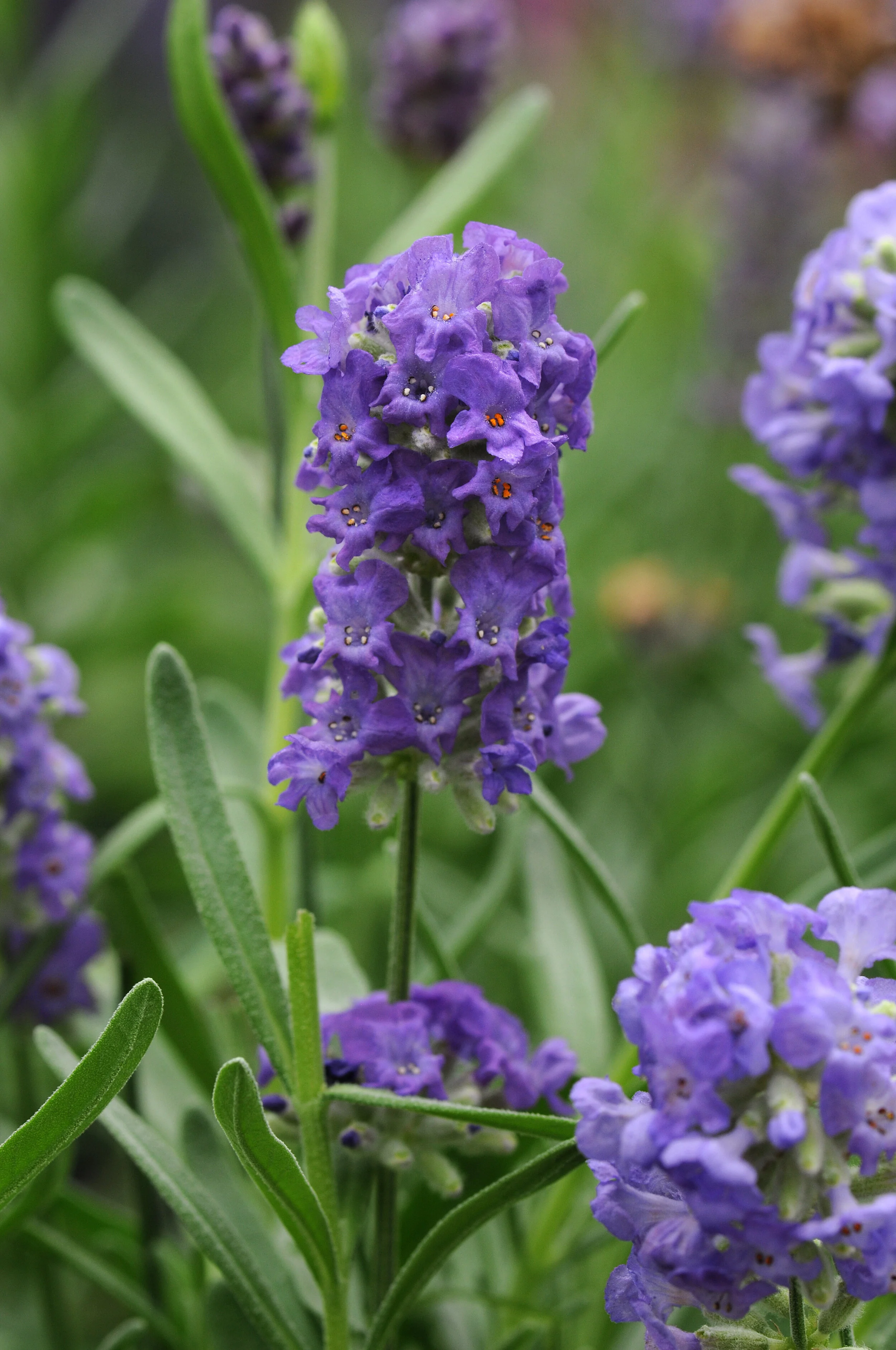Lavandula_Ellagance_Purple_Bloom_1092.JPG
