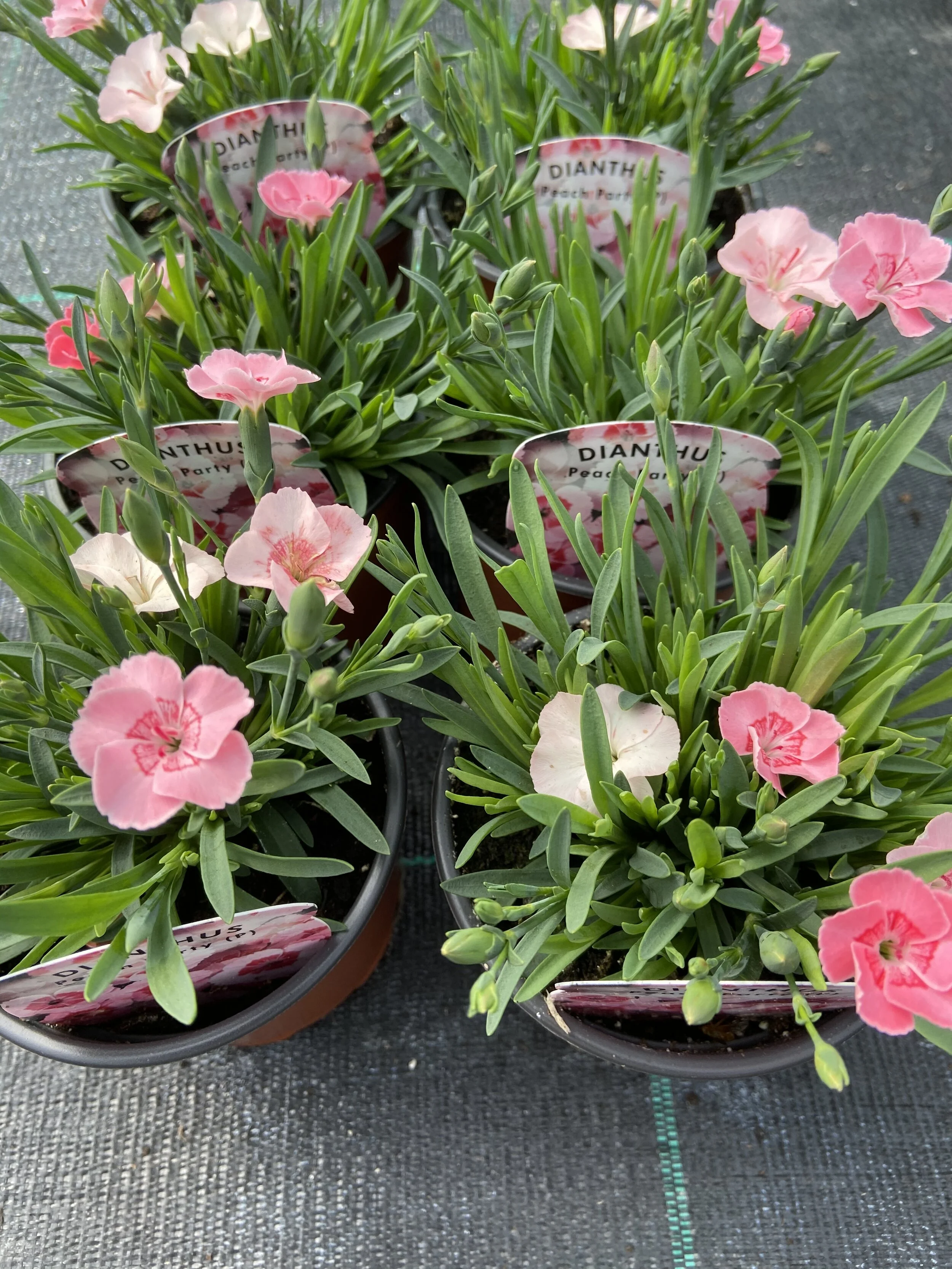 Dianthus Peach Party.JPG