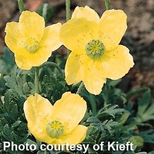 Papaver Moondance.jpeg