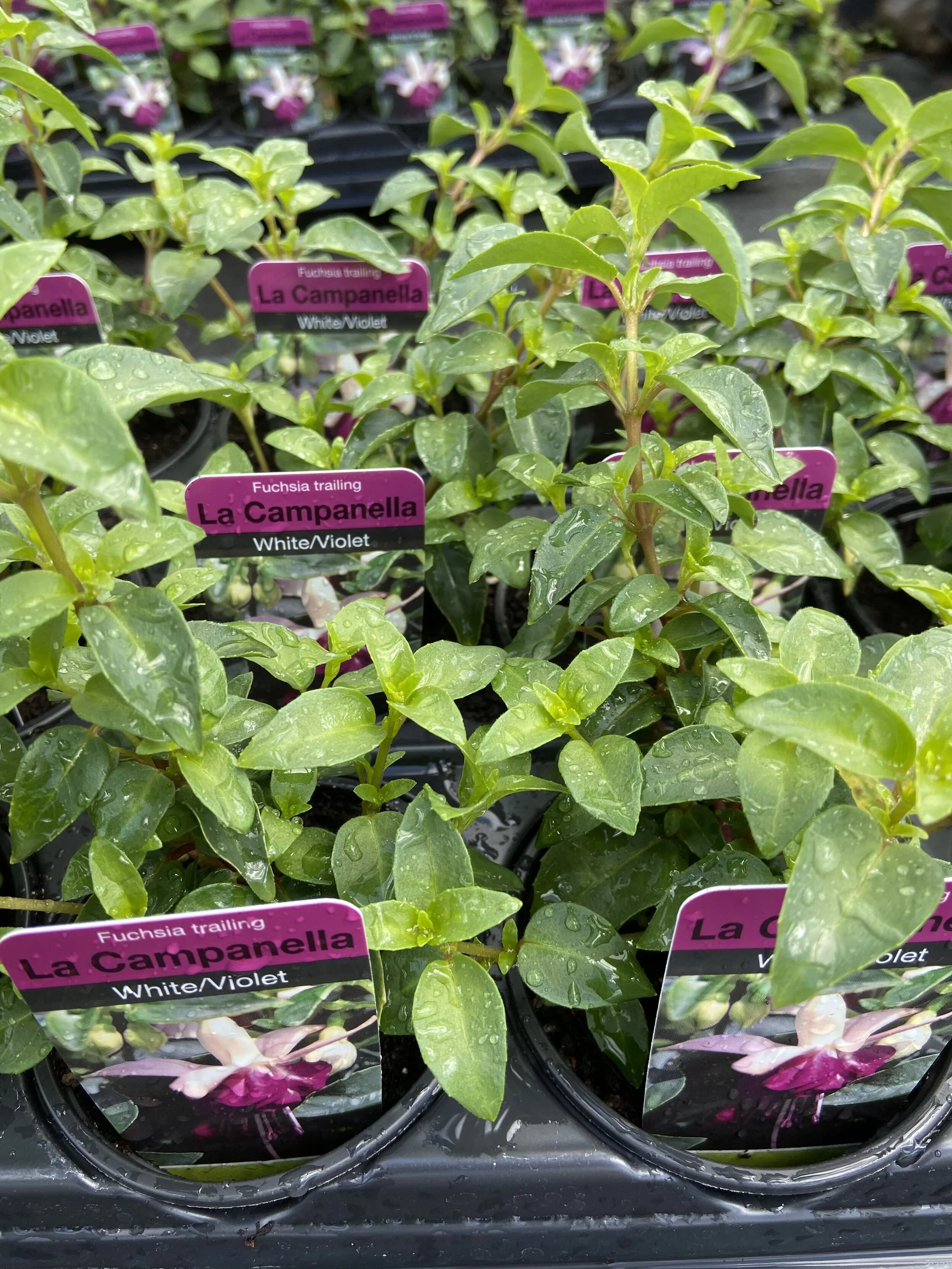 6 Trailing Fuchsia La Campanella WhiteViolet.JPG
