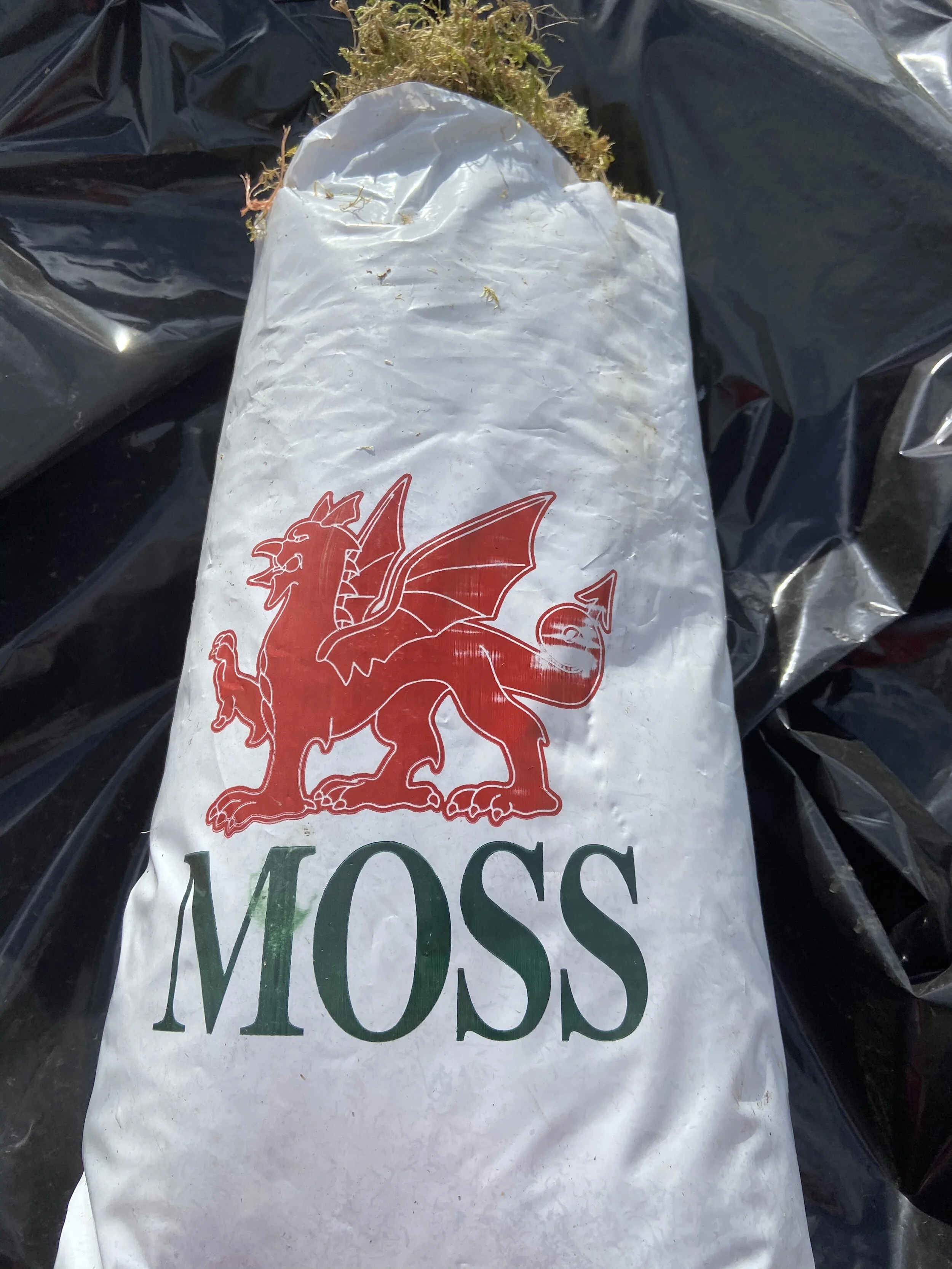 Welsh Moss.JPG