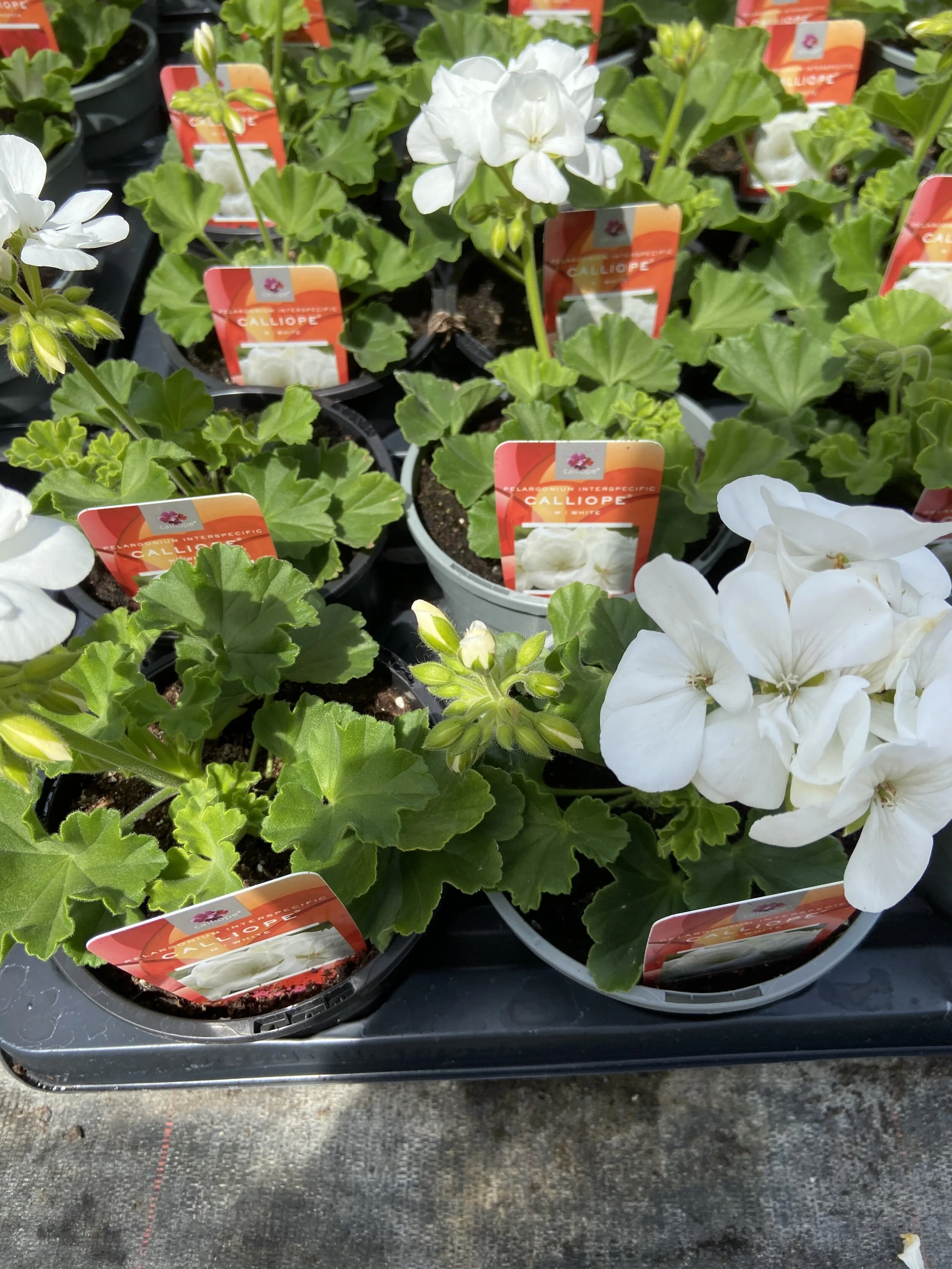 Calliope Geranium White.JPG