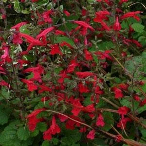 Salvia Hot Trumpets.jpeg