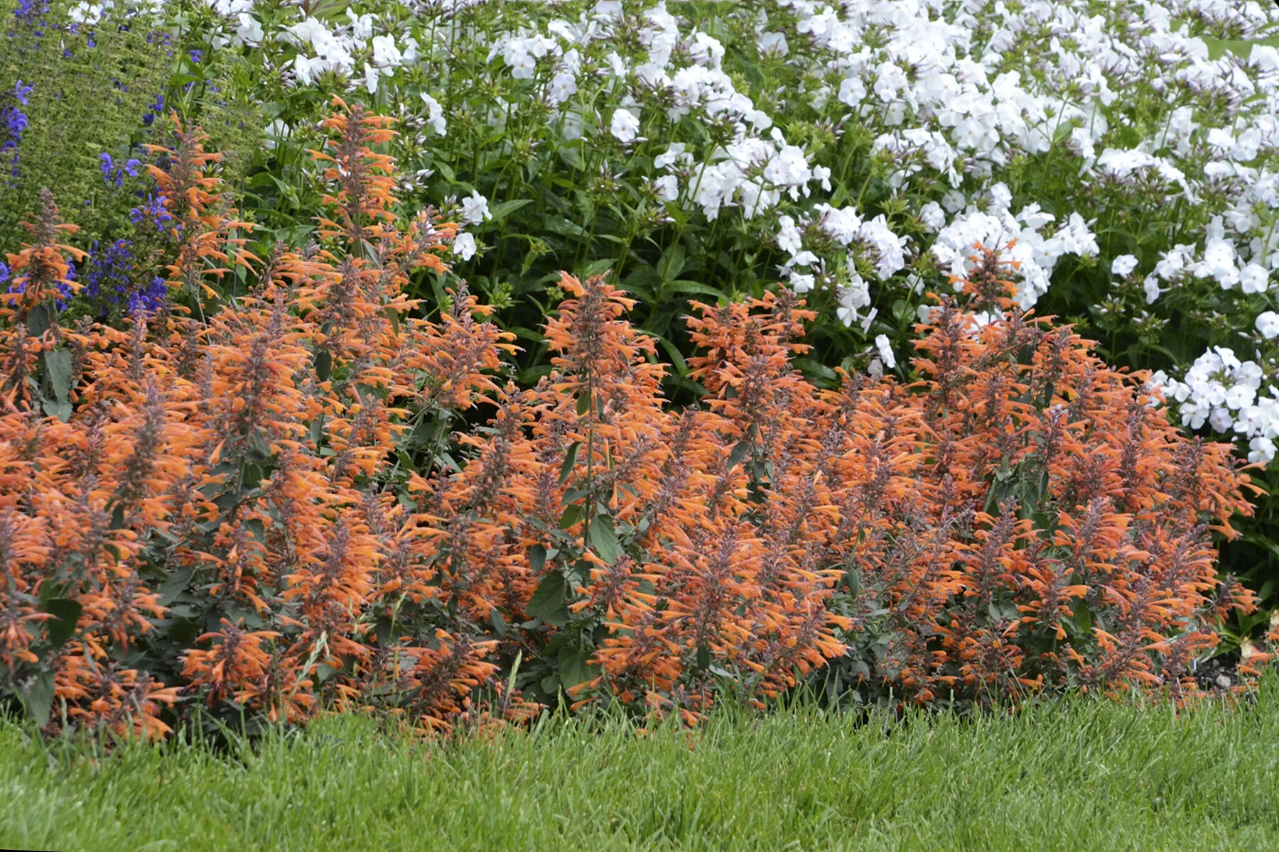 Agastache Apricot Sprite
