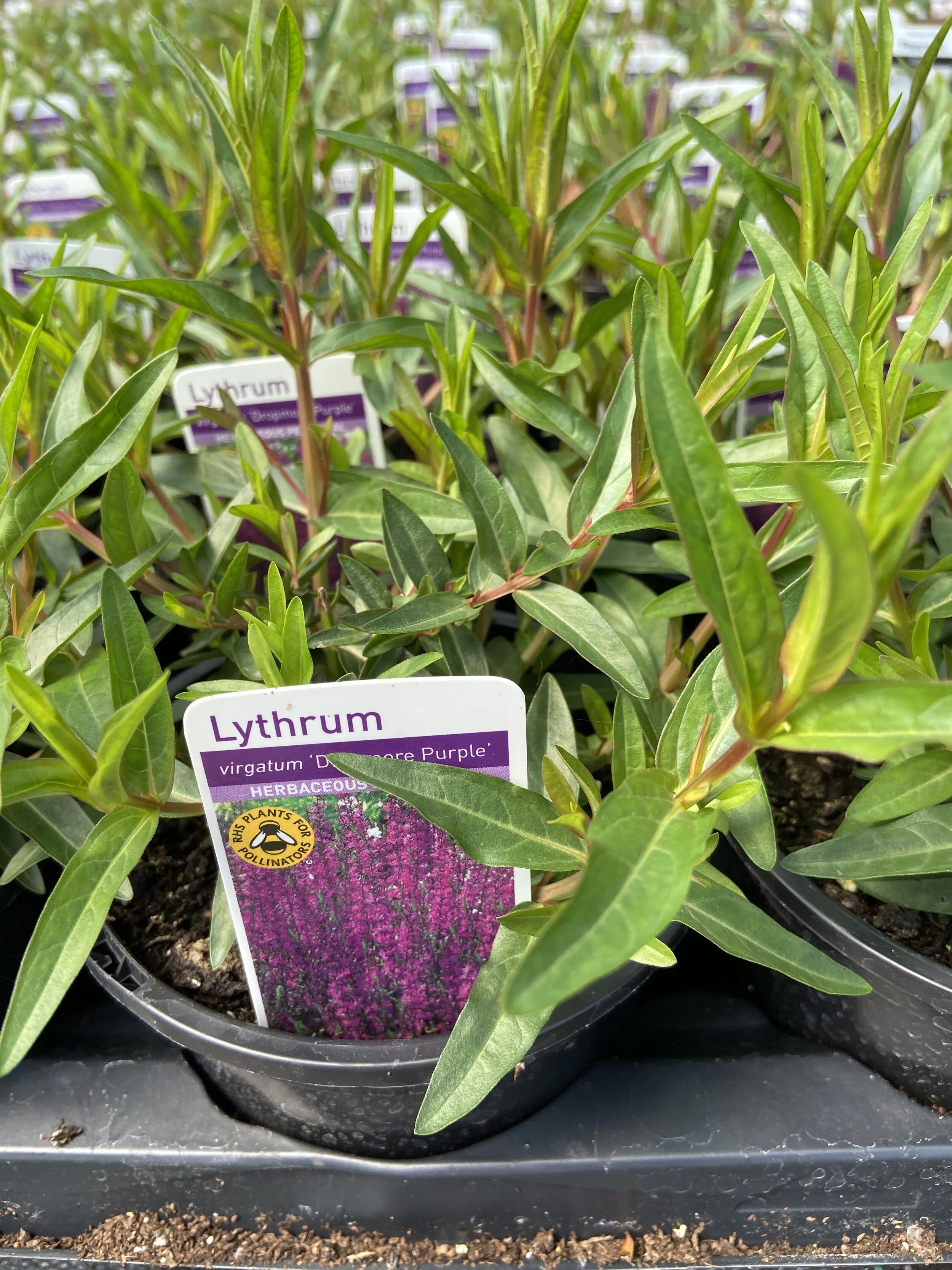 Lythrum Deep Purple.JPG