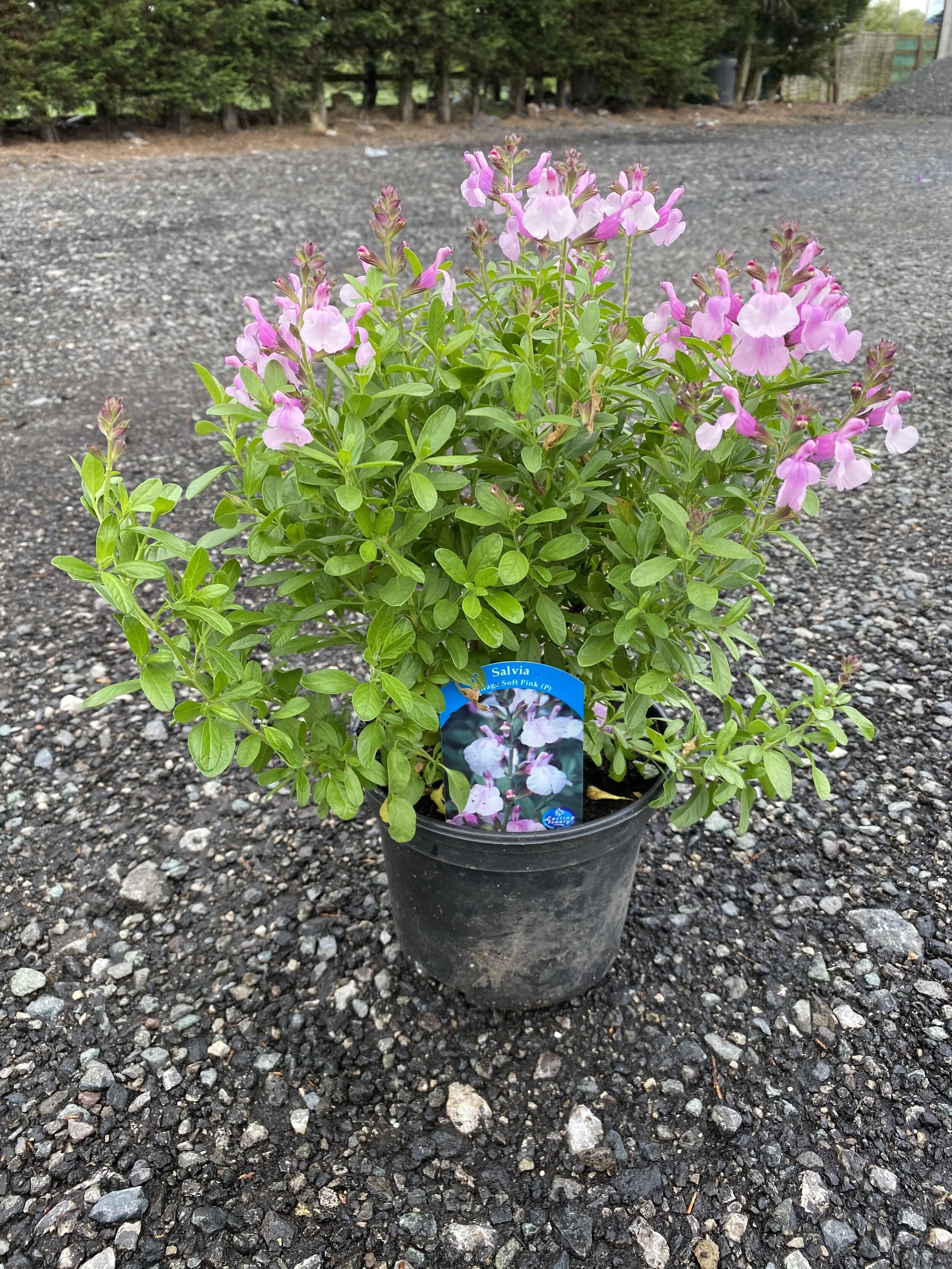 EE7BEDE0-02B3-433F-9B70-0684D1BB0D7A