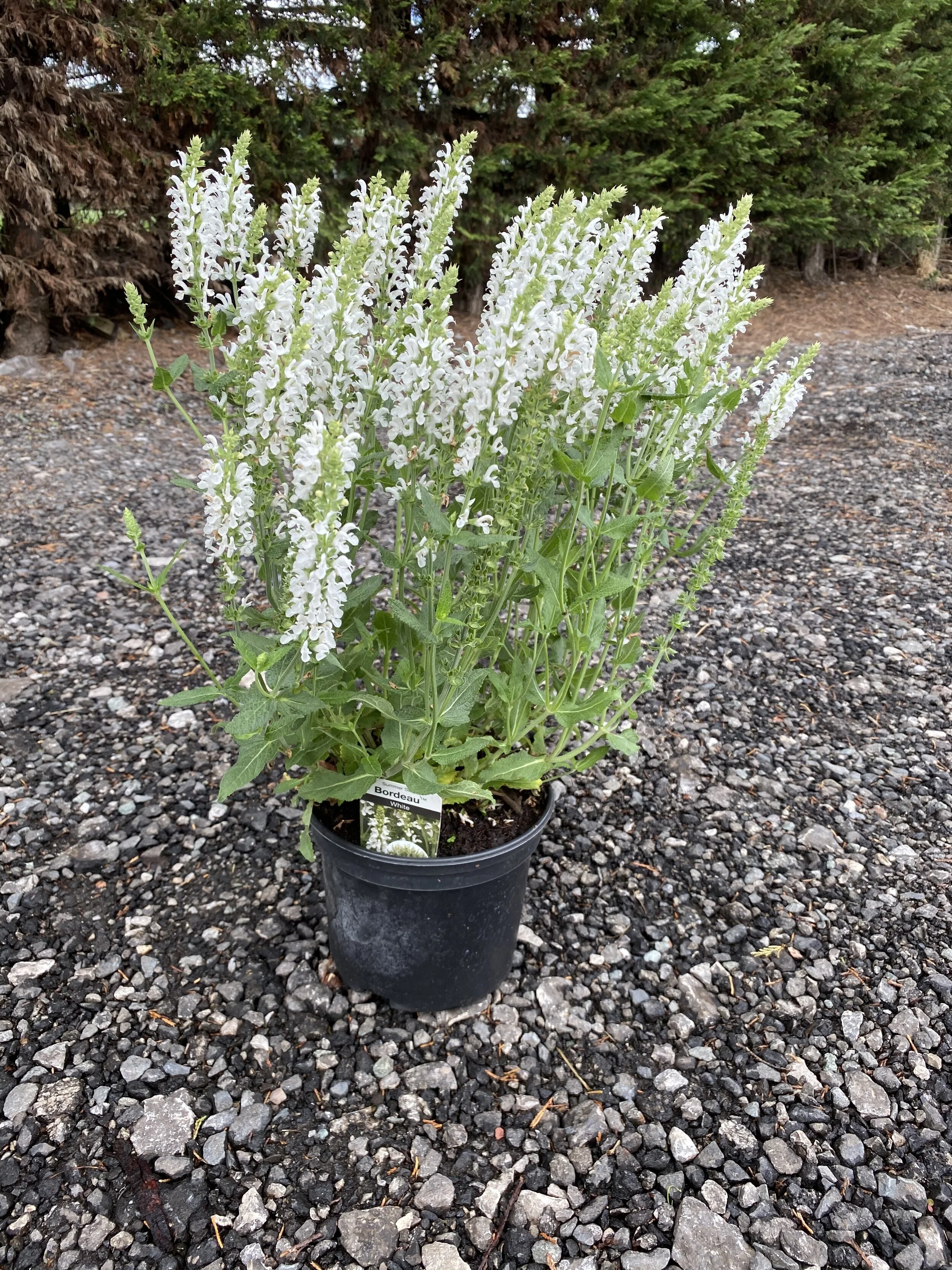 FE8EC743-FE51-496C-9DD6-D7A846FA3CA7