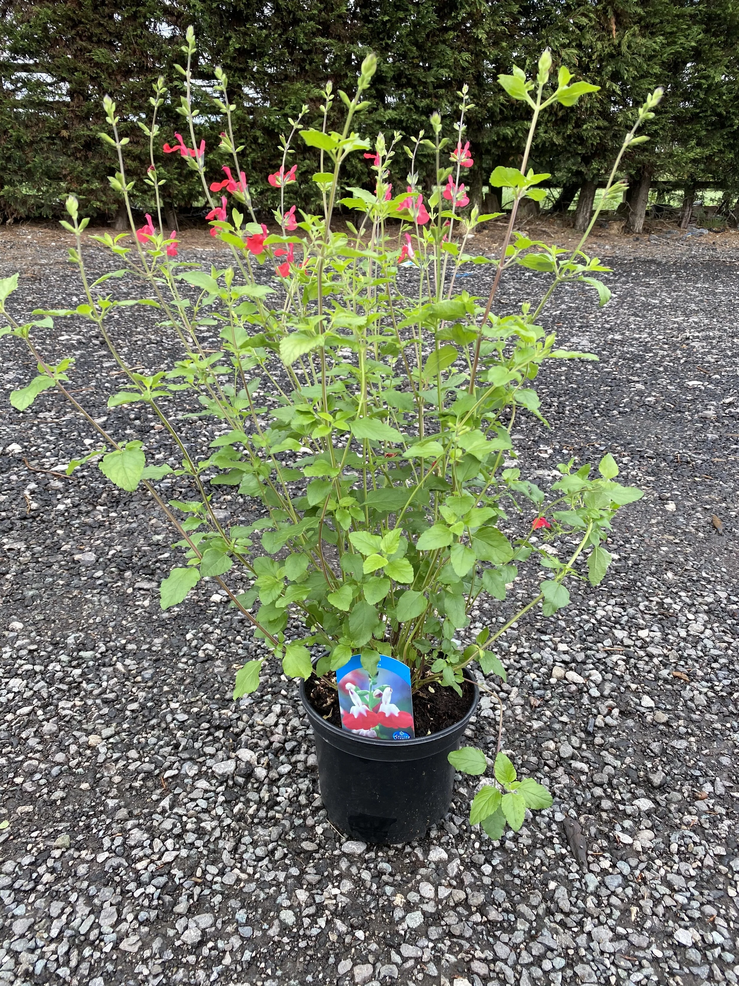 2F74C491-0D3C-4926-8EF3-829F5C922319