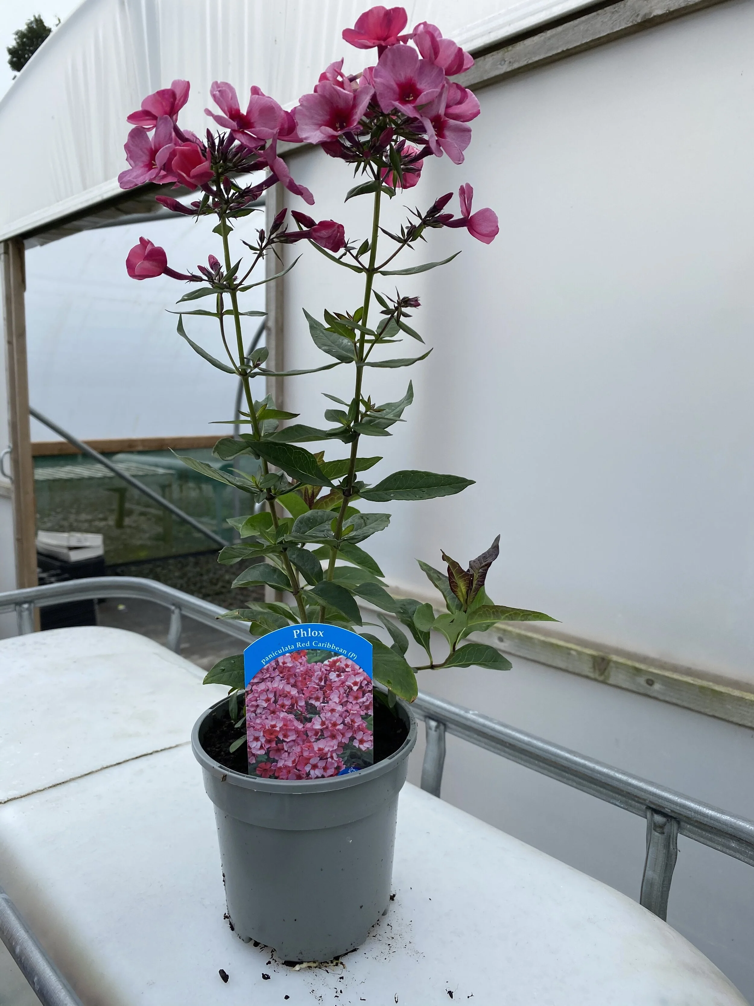 29D5A86E-3FF4-4749-9999-FCAA2163480E