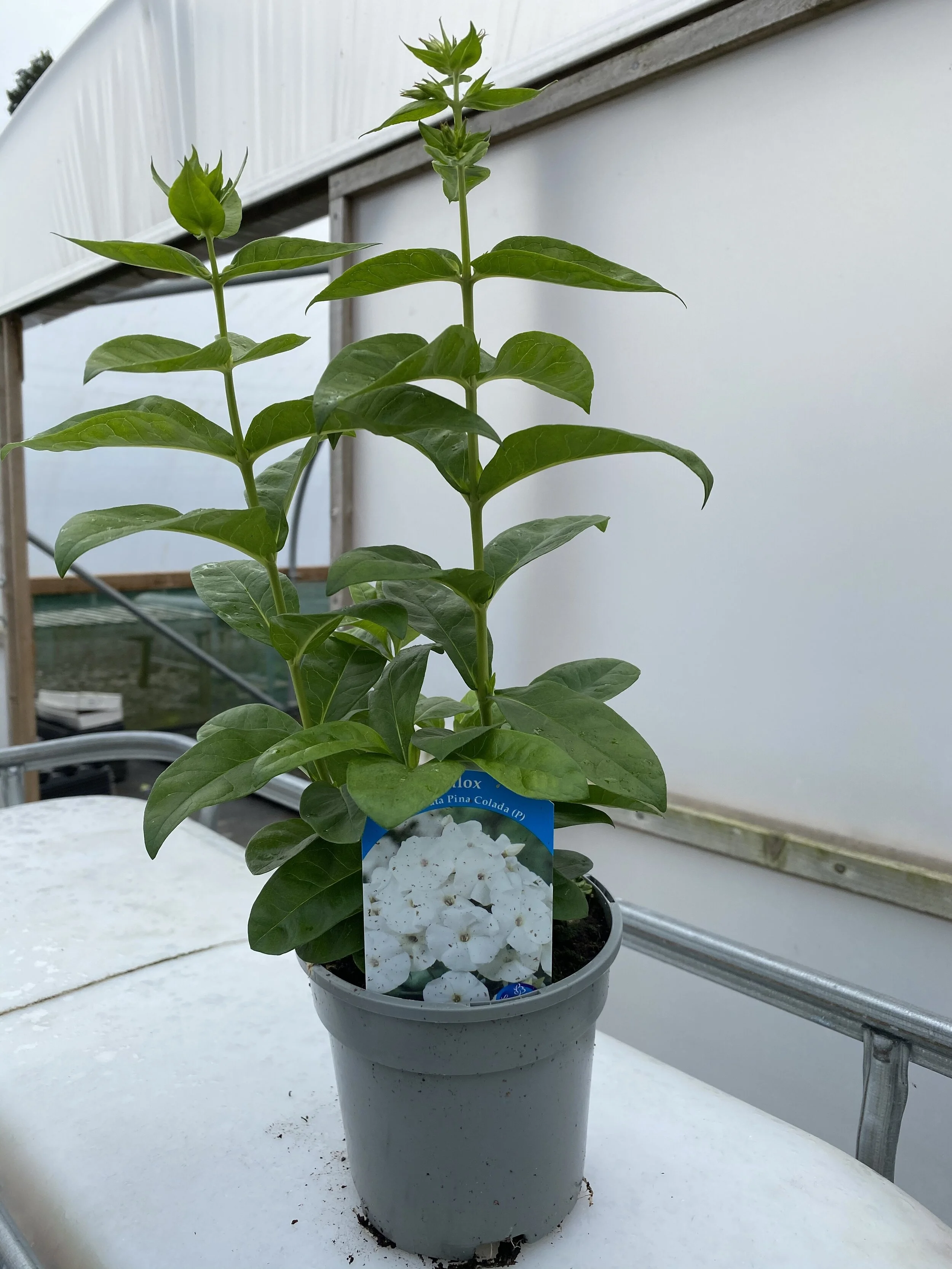 A9655418-44BE-40B5-9716-B95E0304EE48