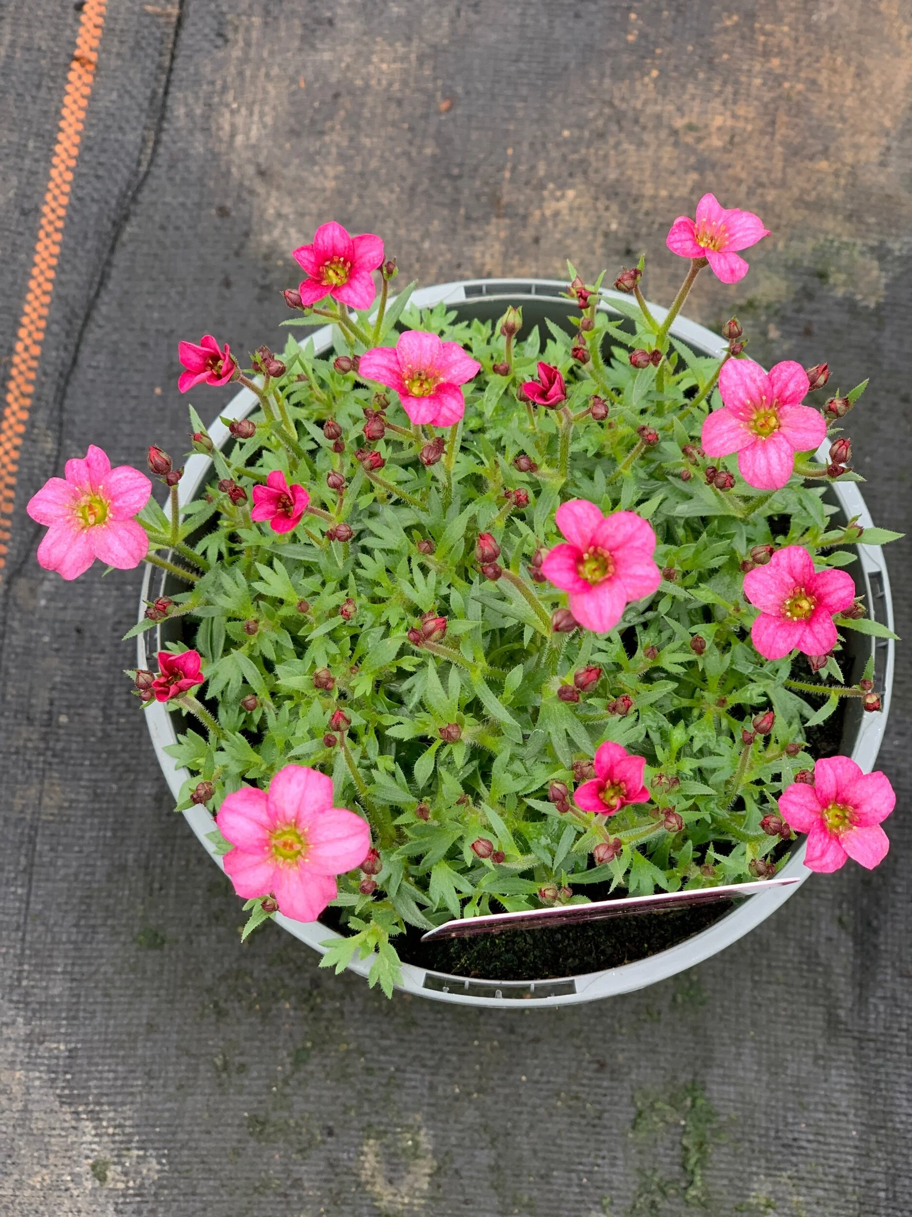 C5F52A99-A65C-46A2-97D9-757D242C6F4F