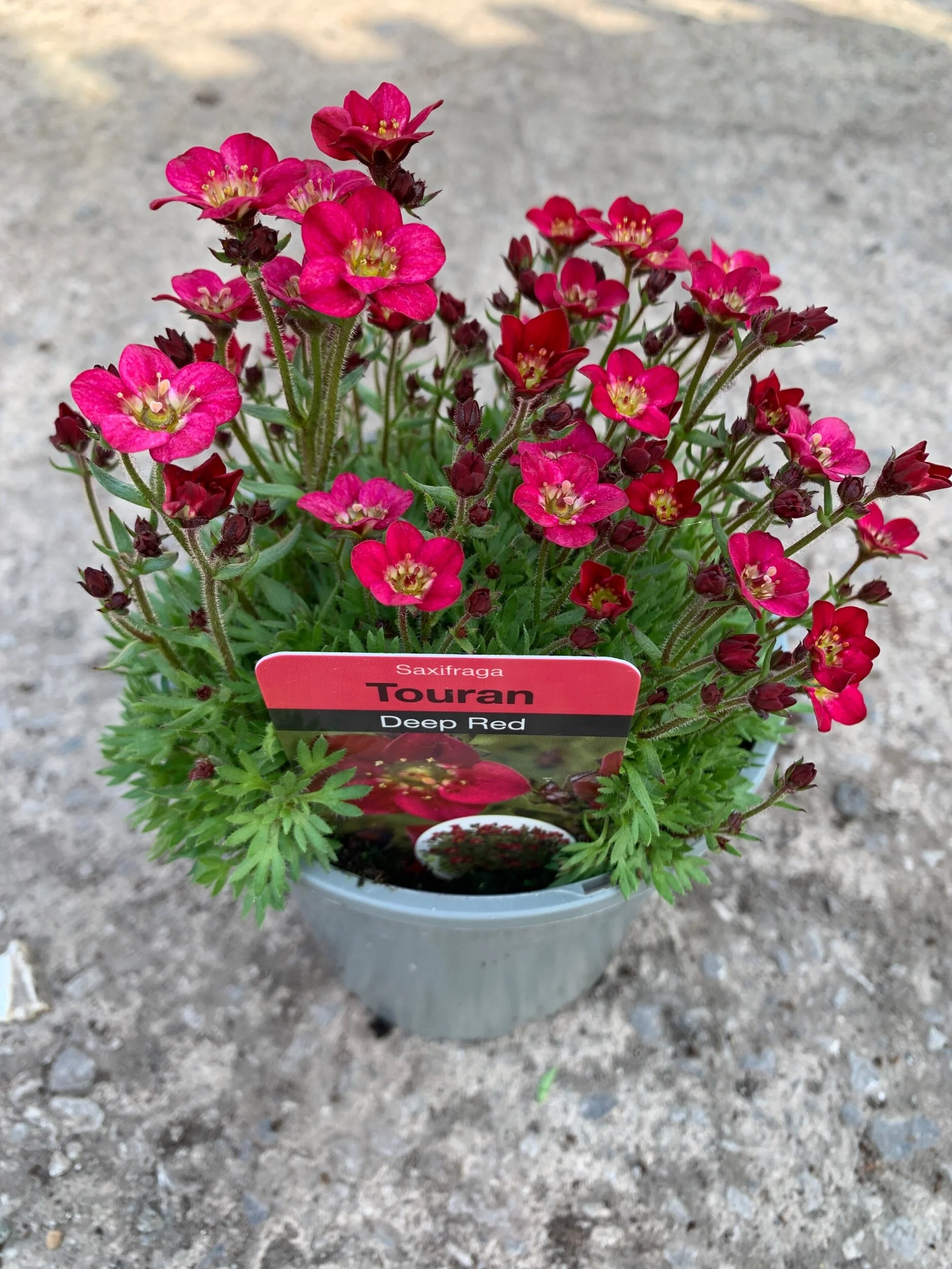 7E2EF143-531F-4F07-B704-EF282F4AAA5C