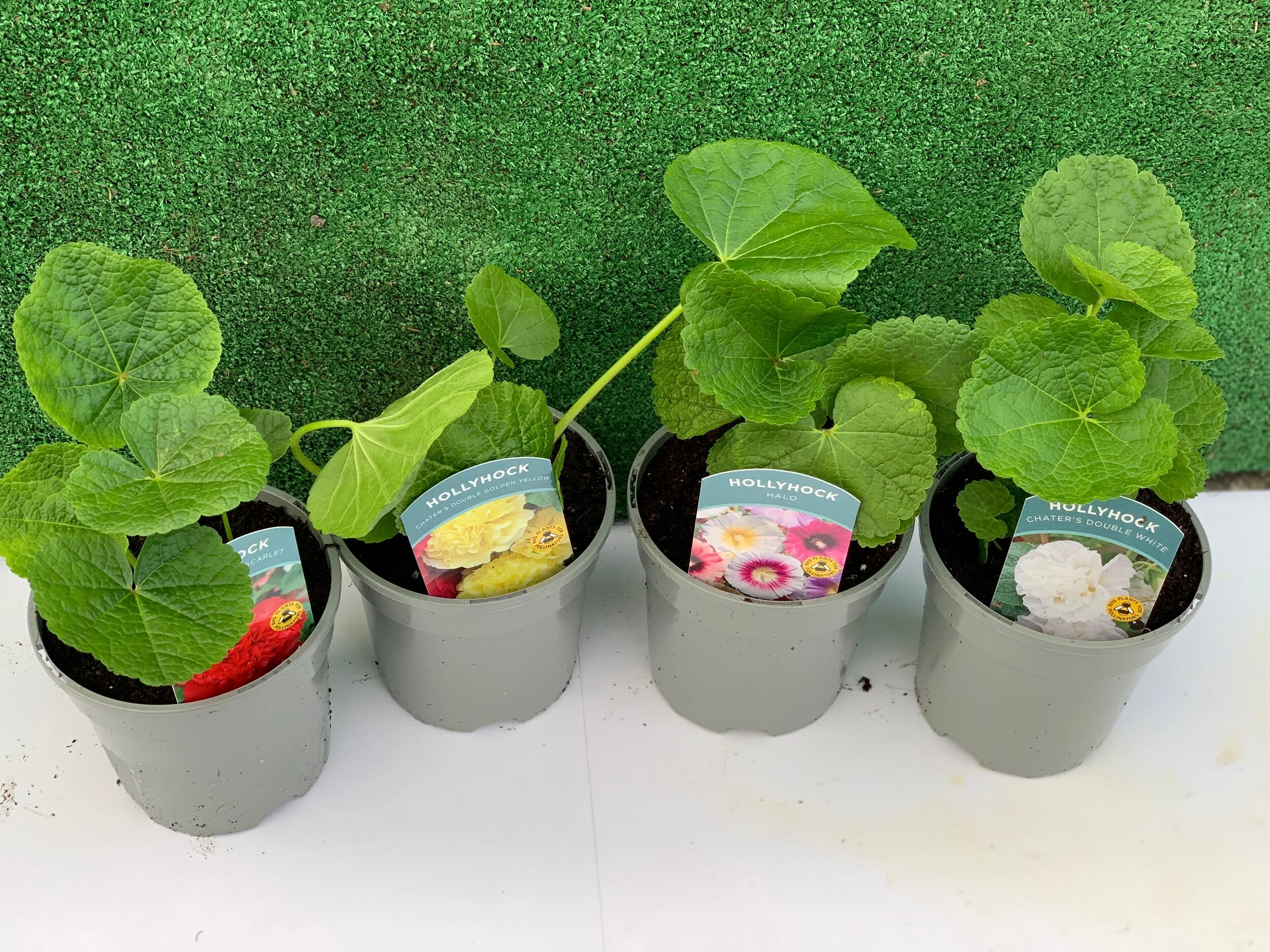 28223FB2-1215-48CF-965E-DF95D52CD5E2