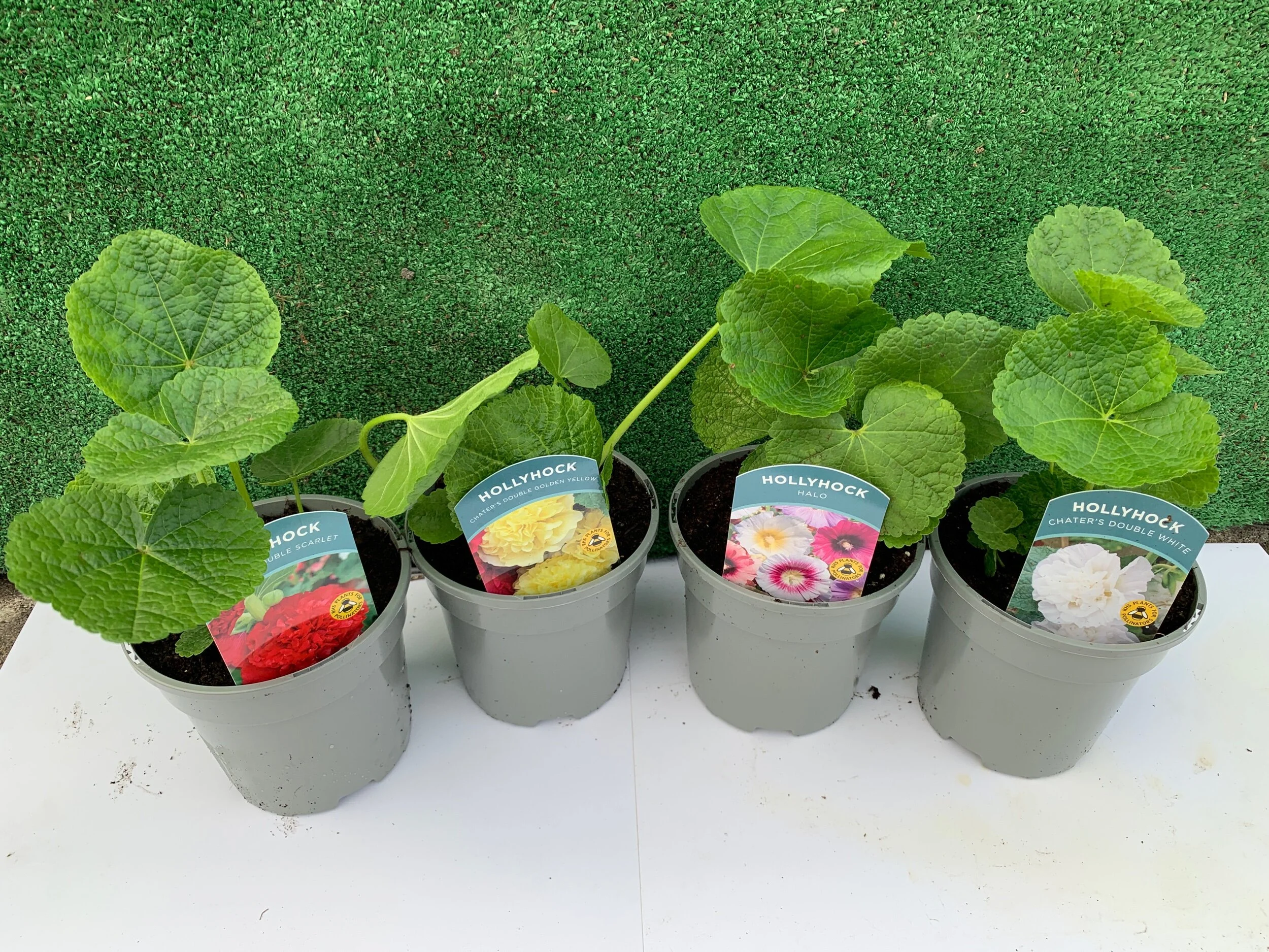 21B2C43D-9016-47E3-9166-D0E02ED3FB4D