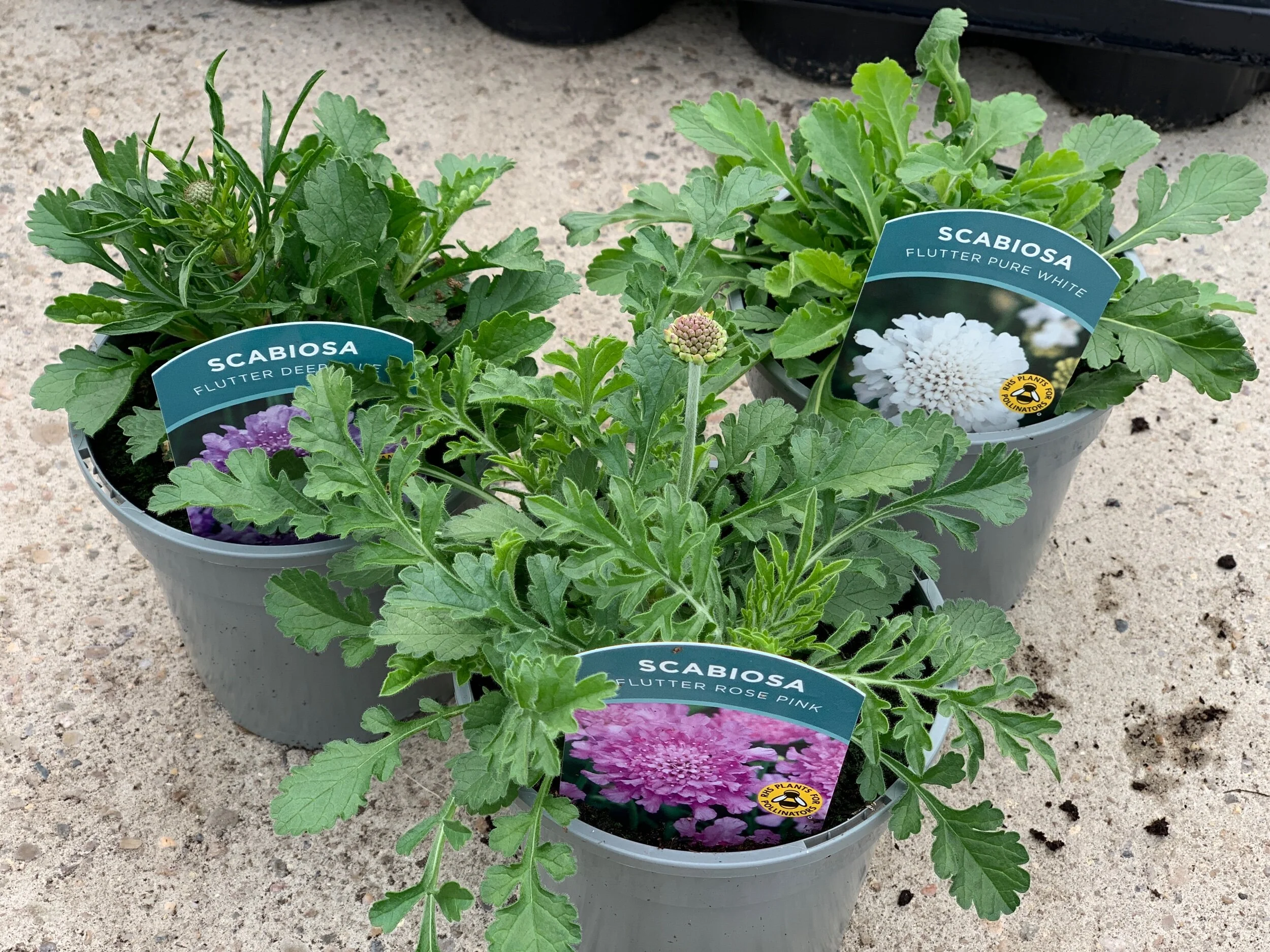 7C1D2C8C-7CC4-4E54-B5D8-EC7087737254