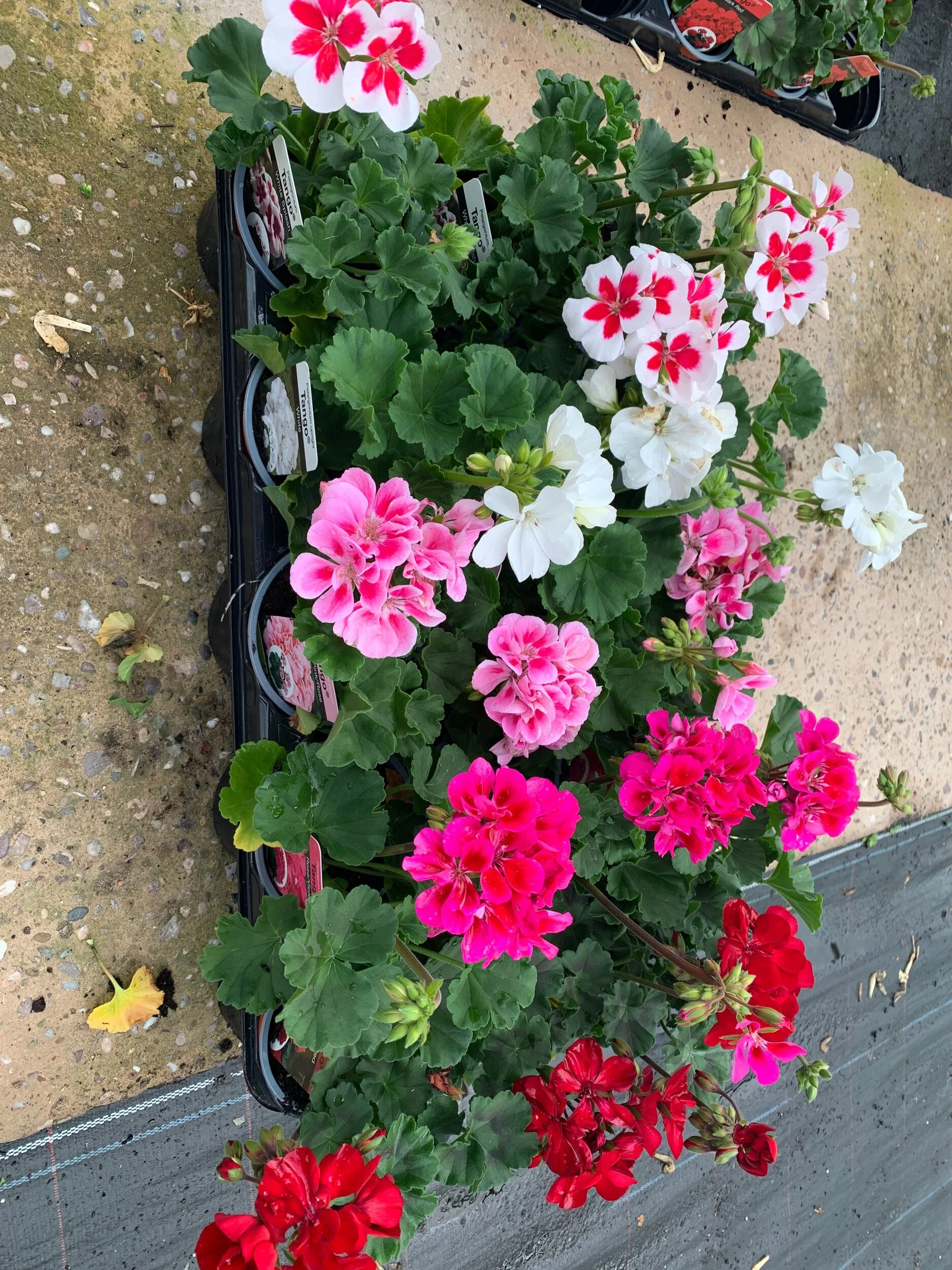 DBD89C82-0473-4B75-A006-C2625C9137FC