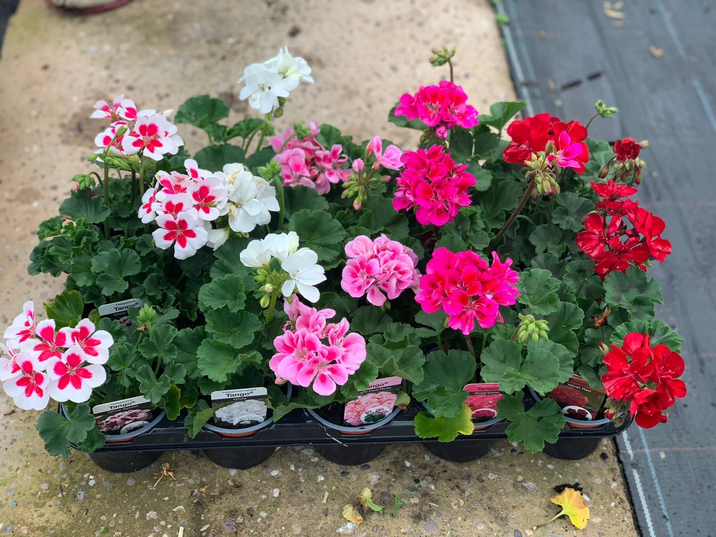 F44FDB53-A6B5-4DD8-9D74-2D44F1981A69